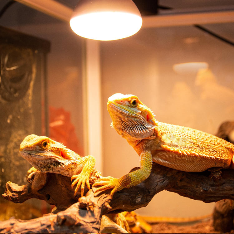 Exo Terra infrared basking spot lamp providing focused heat in a reptile enclosure