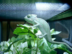 Zoo Med PowerSun UV mercury vapor lamp emitting heat and UVB in a reptile tank