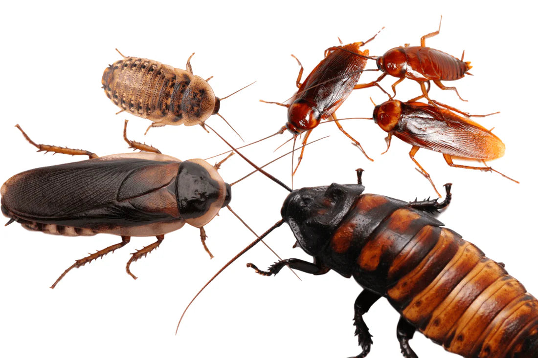 Live Turkistan roaches available in multiple sizes and box quantities.