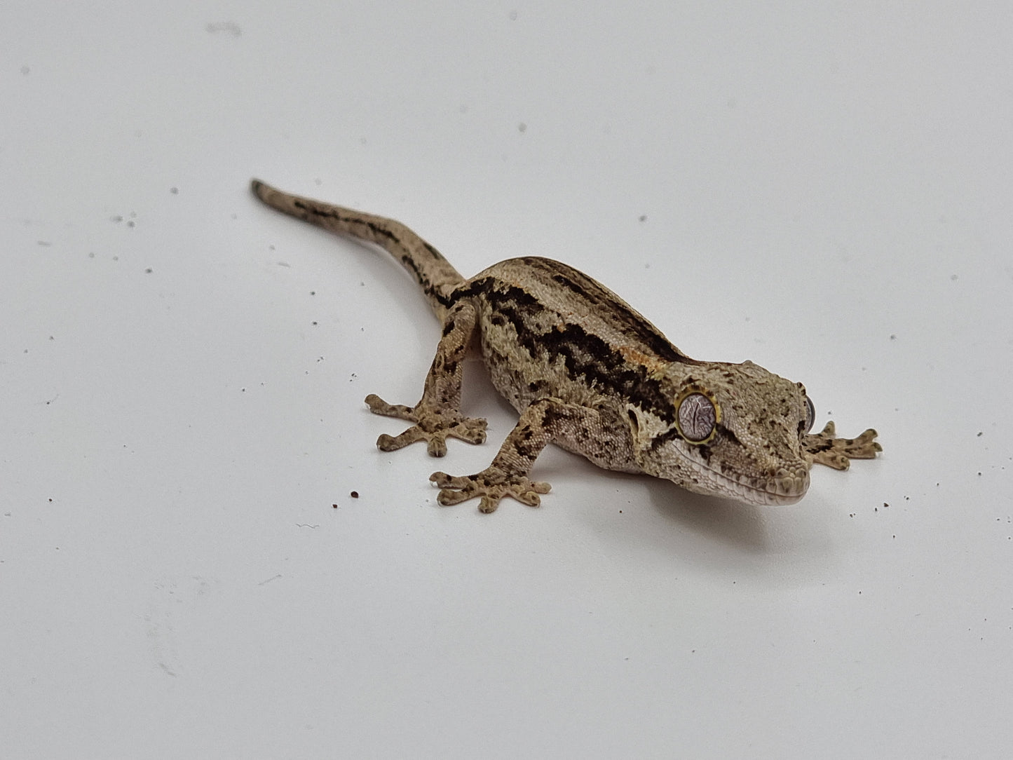 Gargoyle Gecko