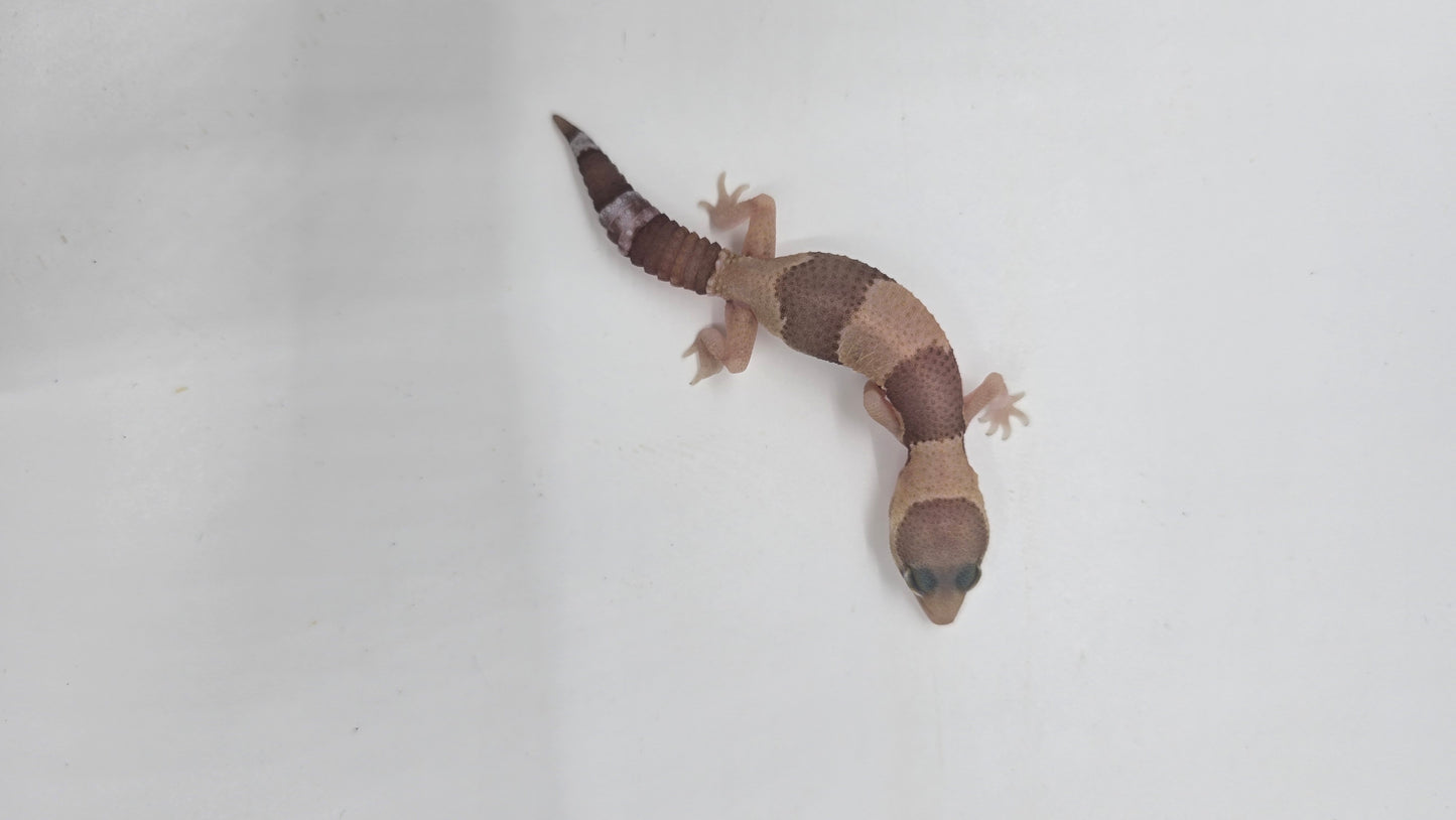 African Fat tailed Gecko 1