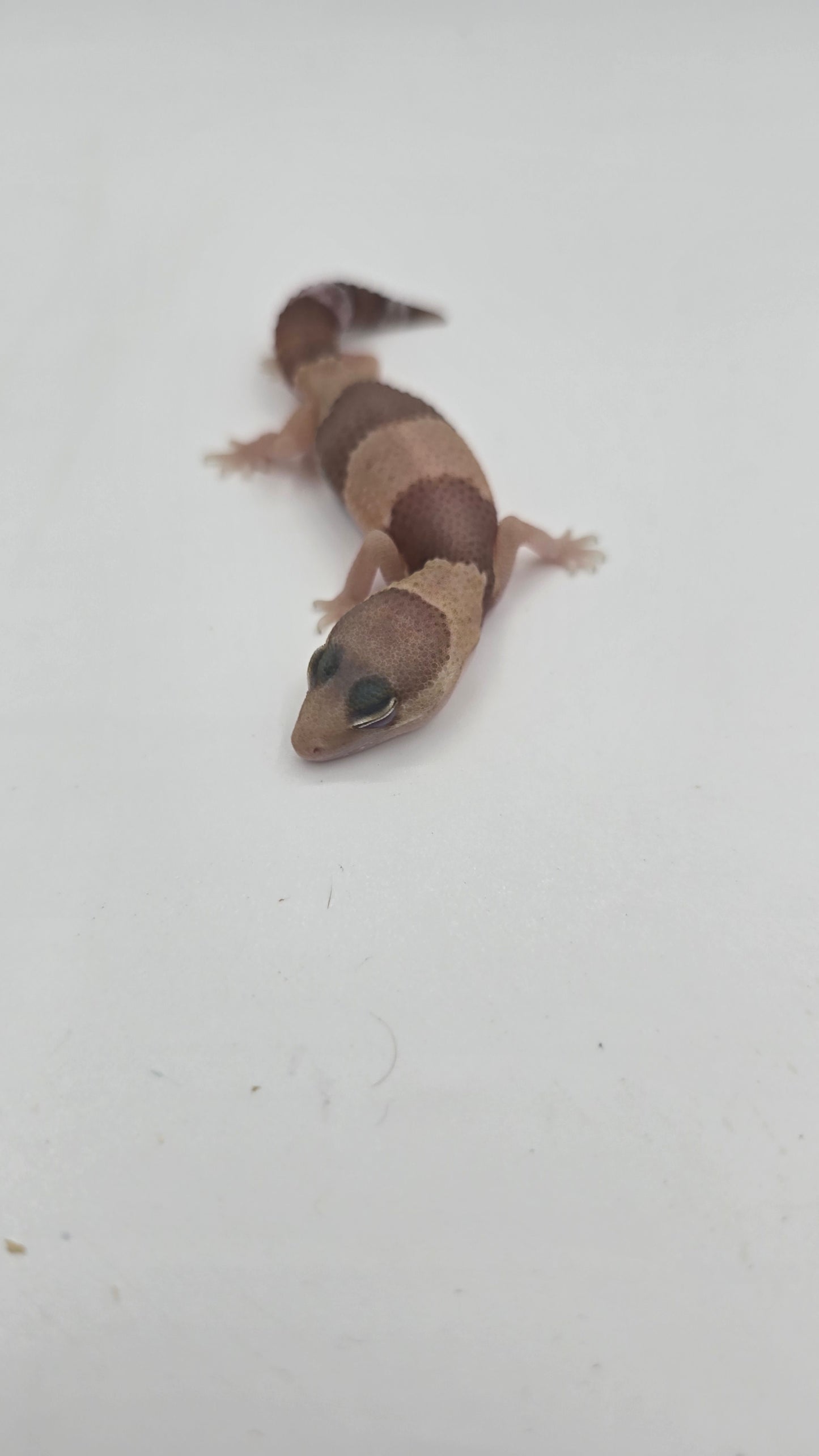 African Fat tailed Gecko 1