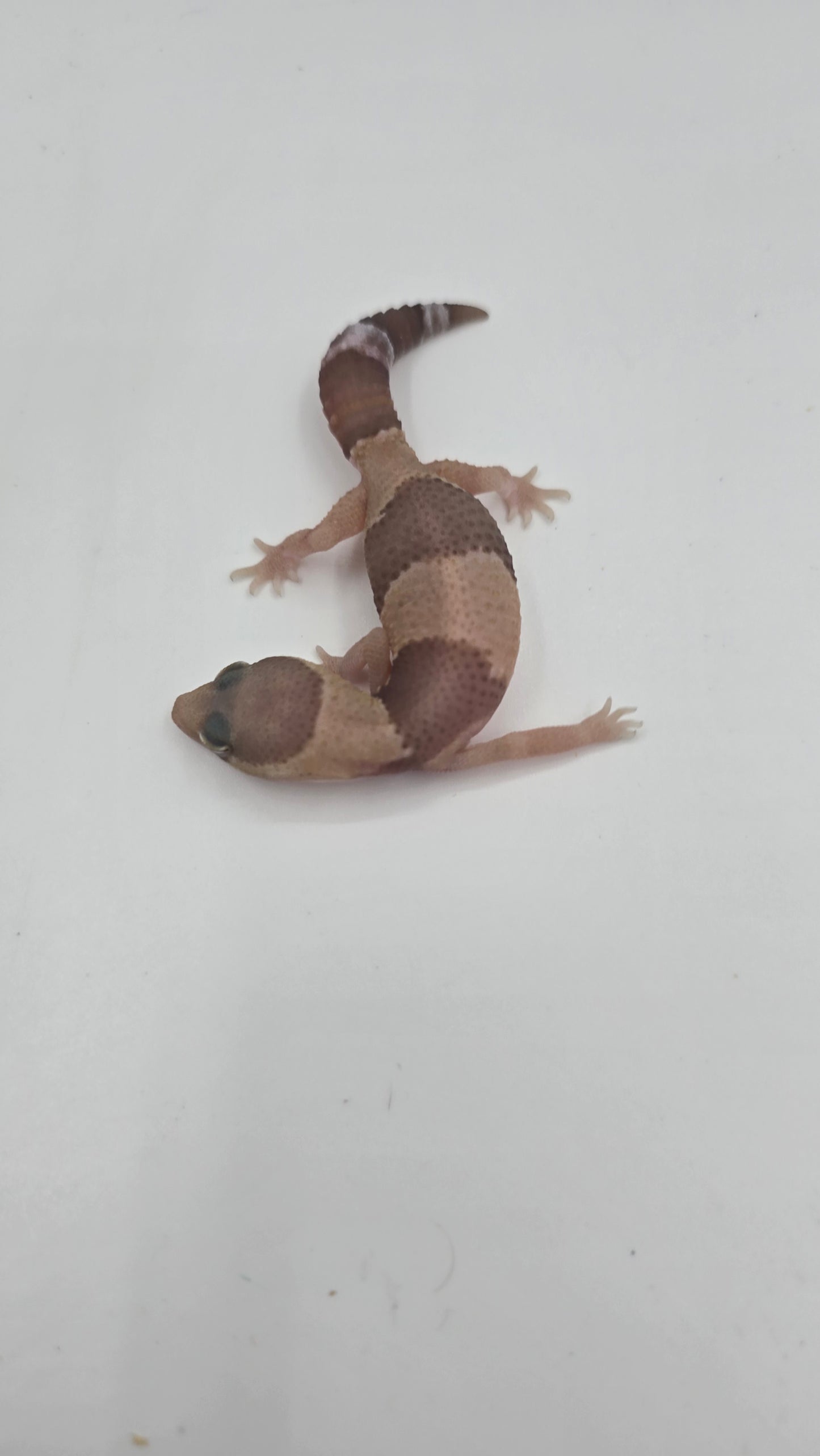 African Fat tailed Gecko 1