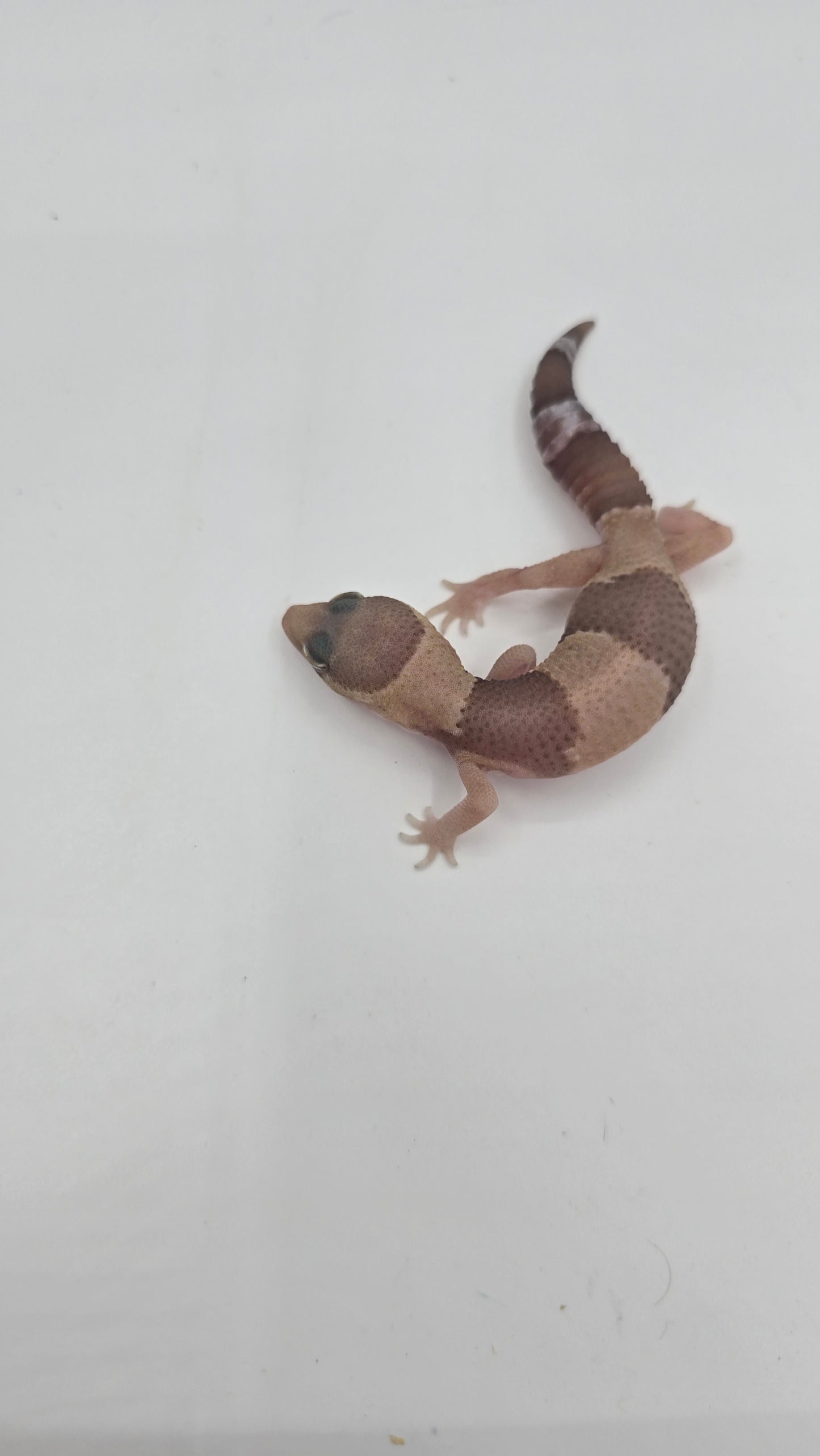 African Fat tailed Gecko 1