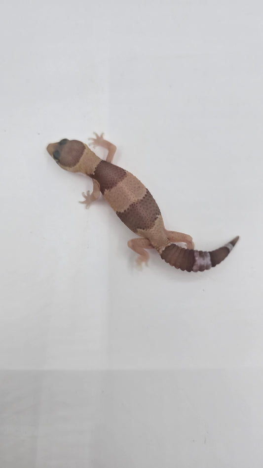 African Fat tailed Gecko 1