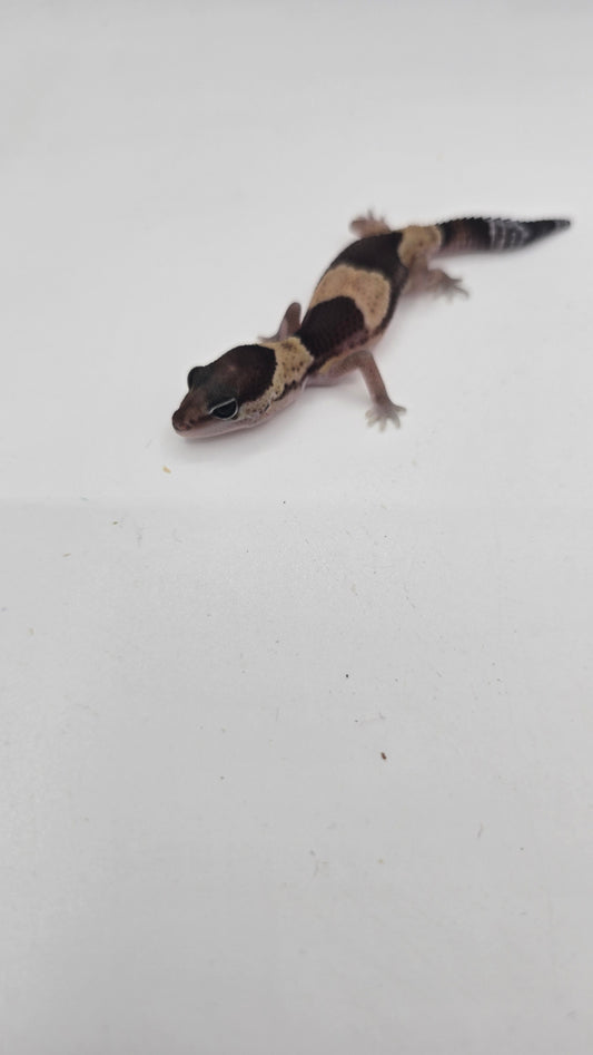 African Fat tailed Gecko 2