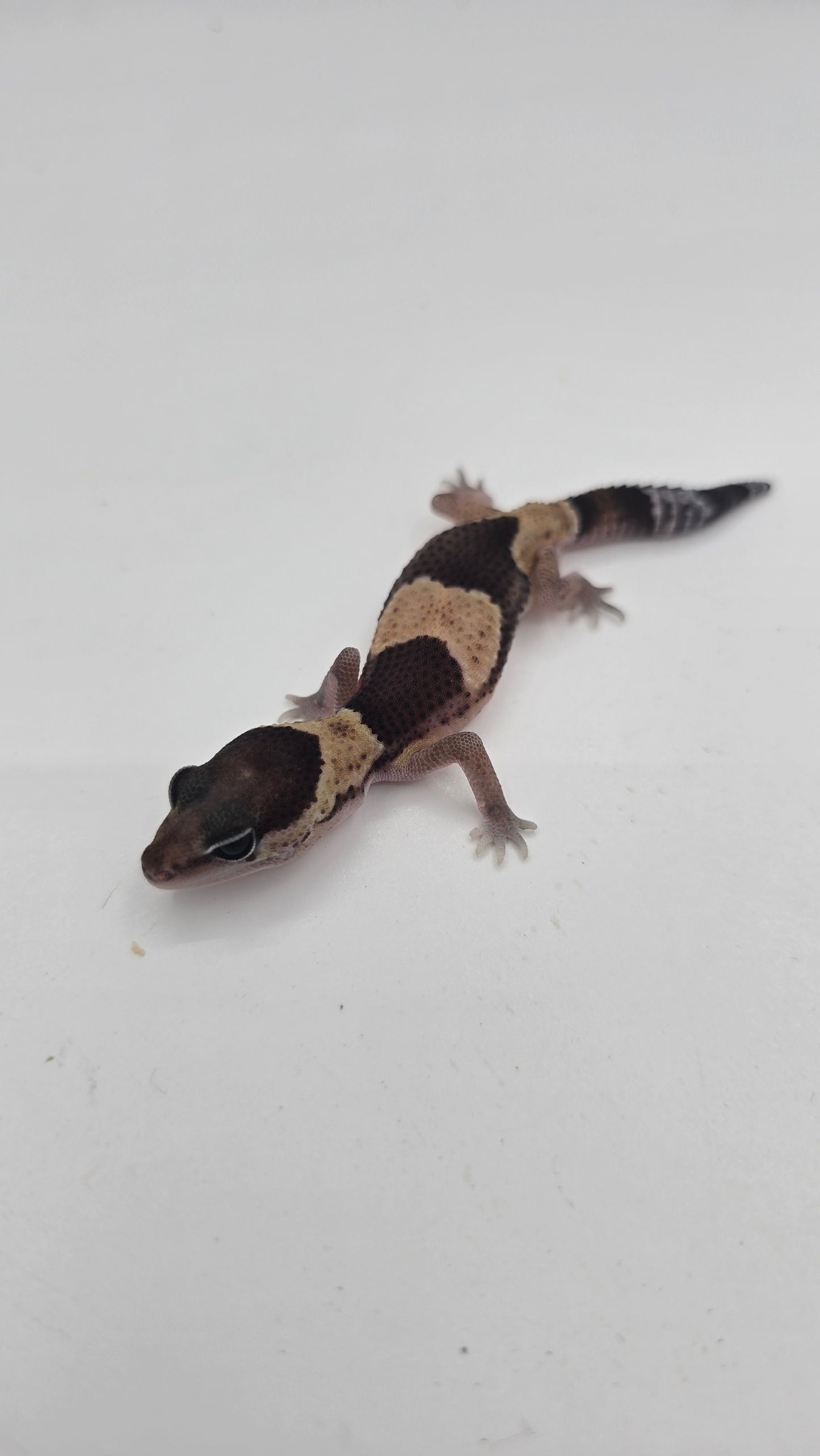 African Fat tailed Gecko 2