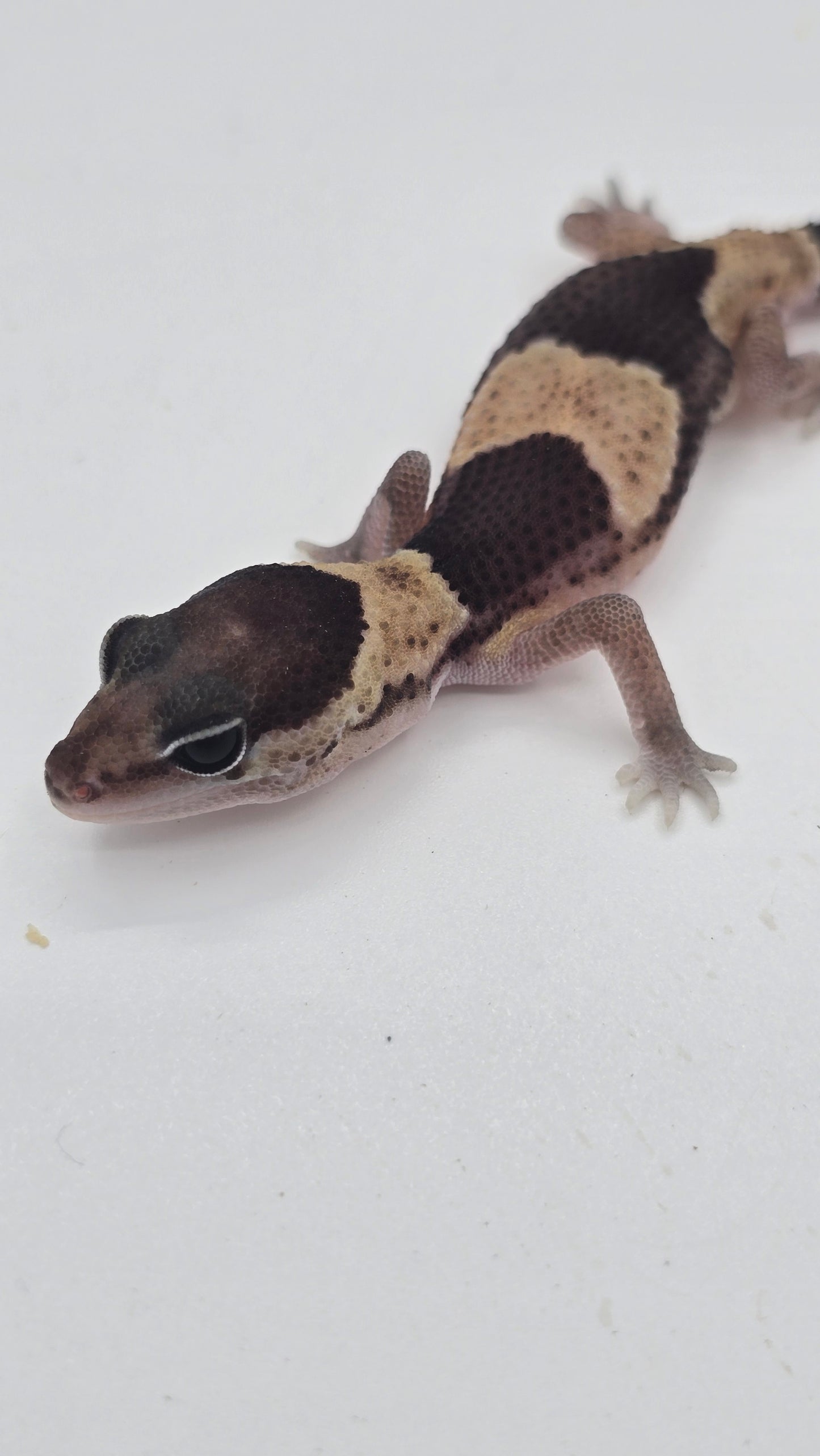 African Fat tailed Gecko 2