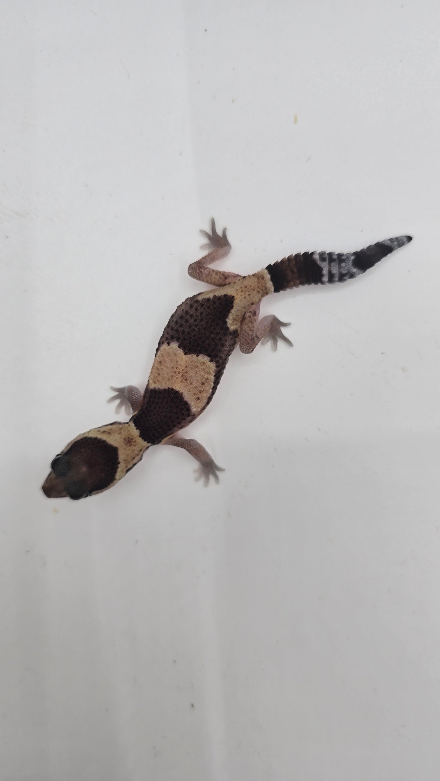 African Fat tailed Gecko 2