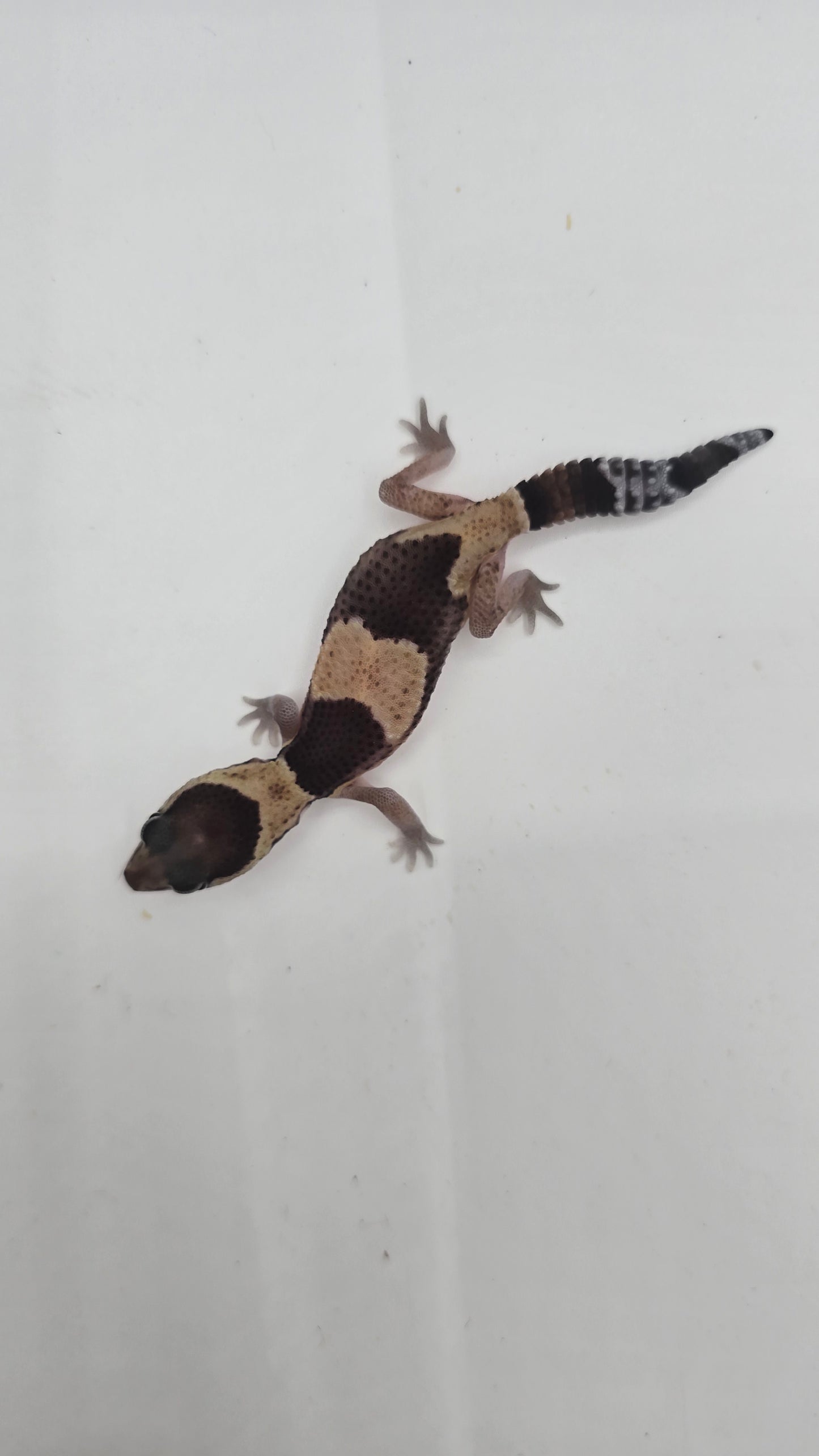 African Fat tailed Gecko 2