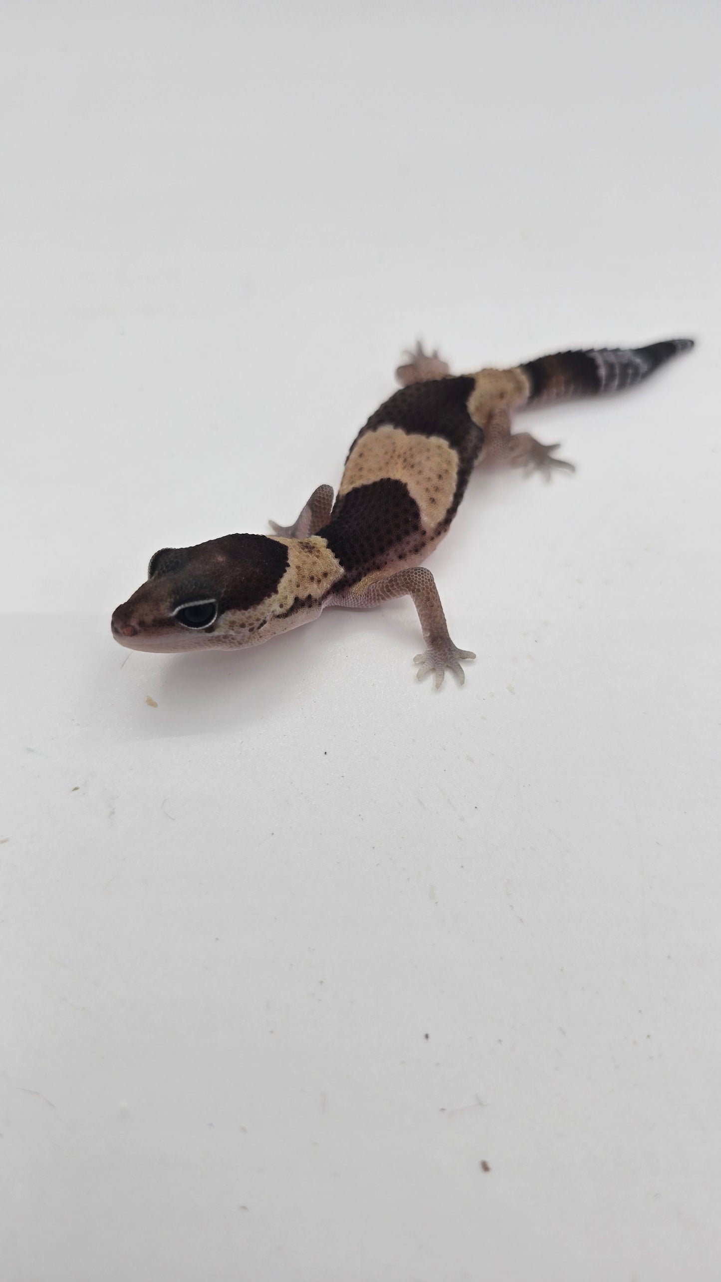 African Fat tailed Gecko 2