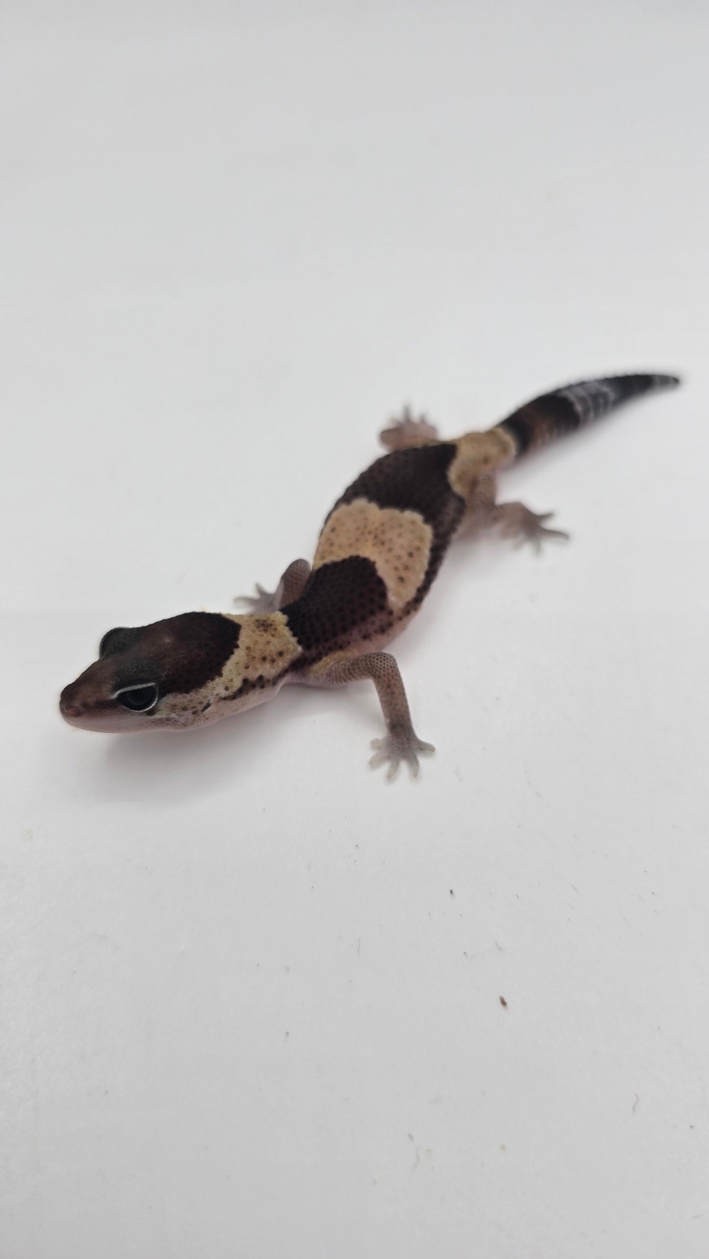 African Fat tailed Gecko 2