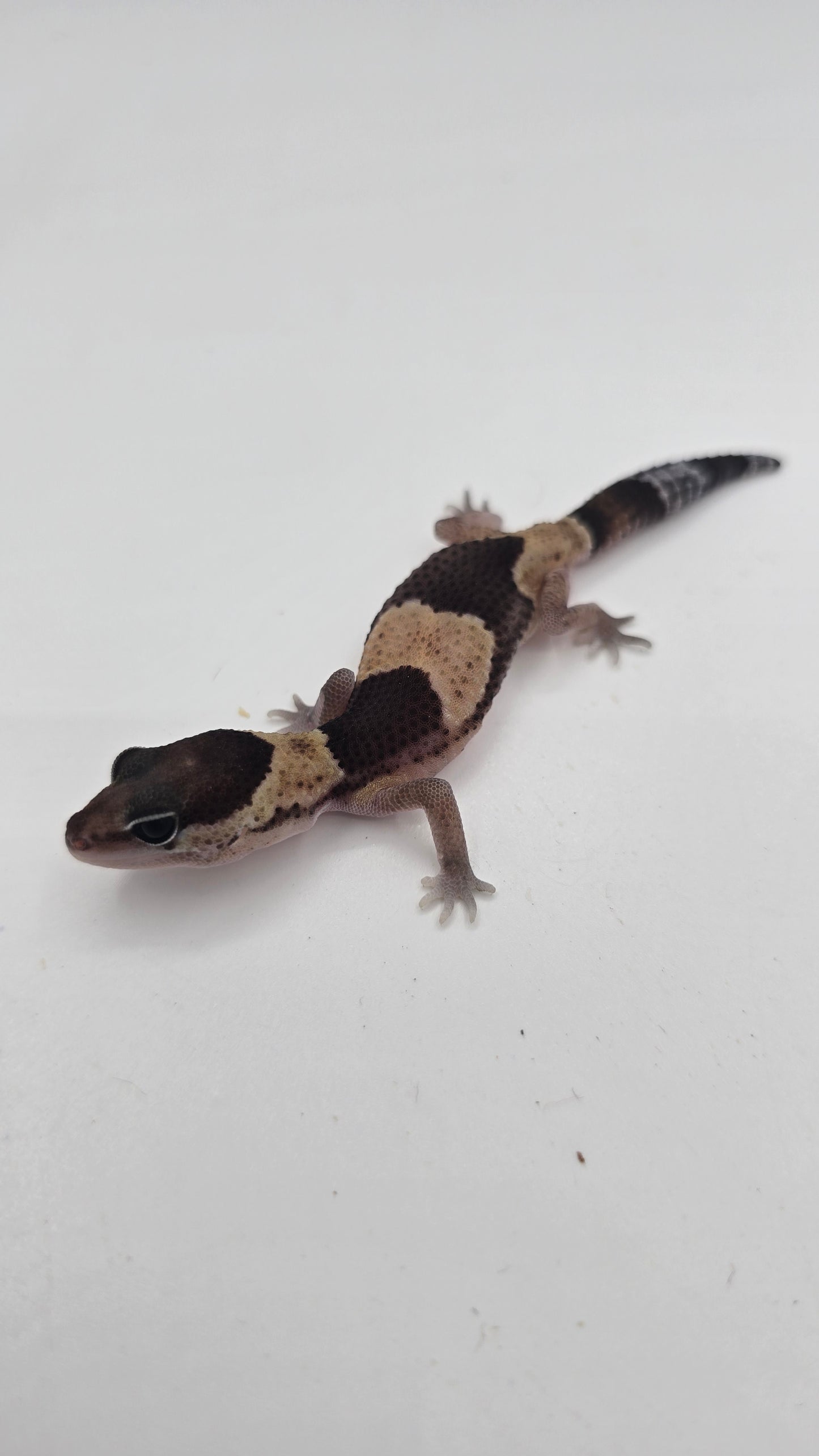 African Fat tailed Gecko 2