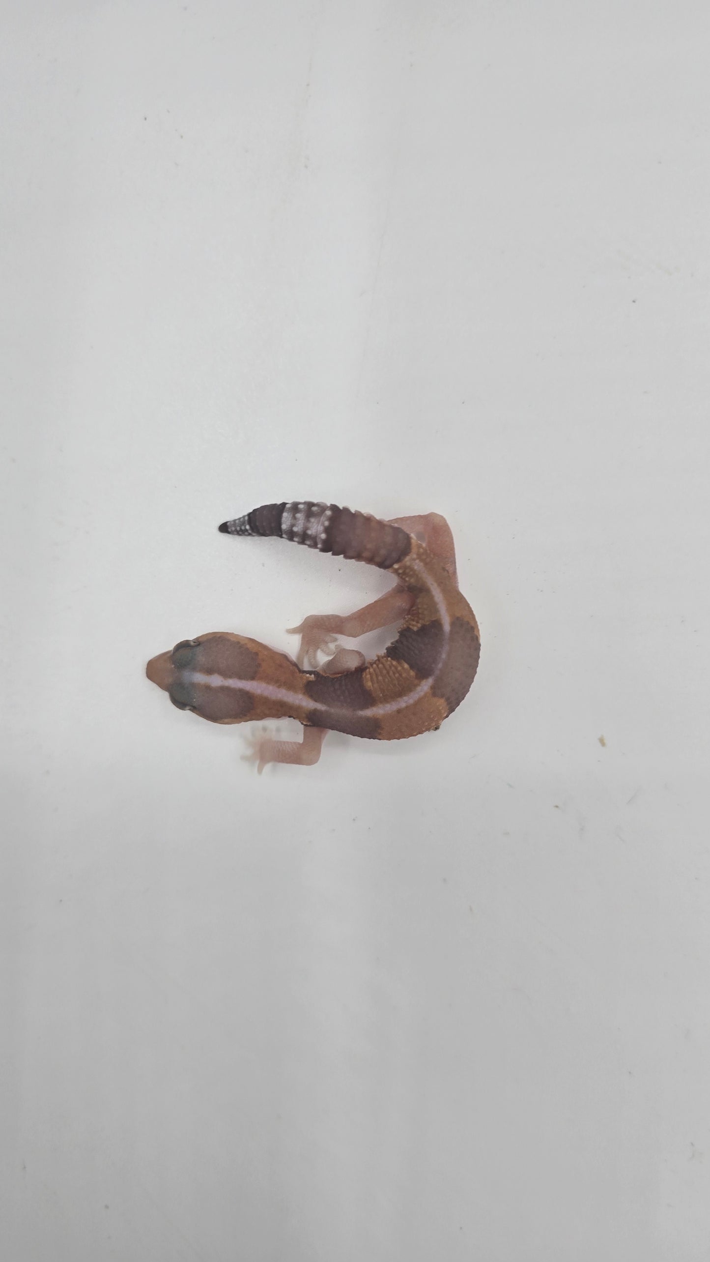 African Fat tailed Gecko 3