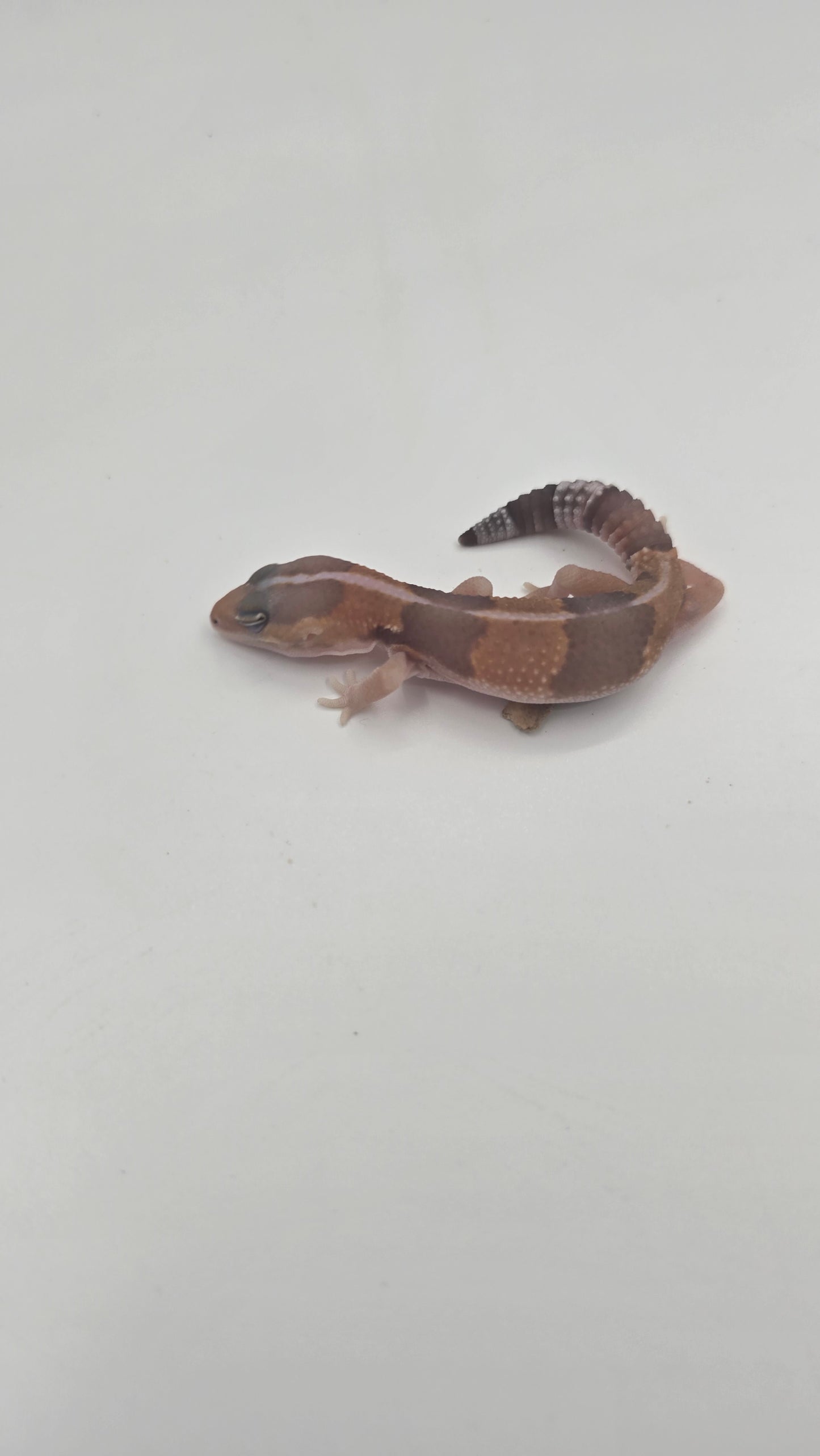 African Fat tailed Gecko 3