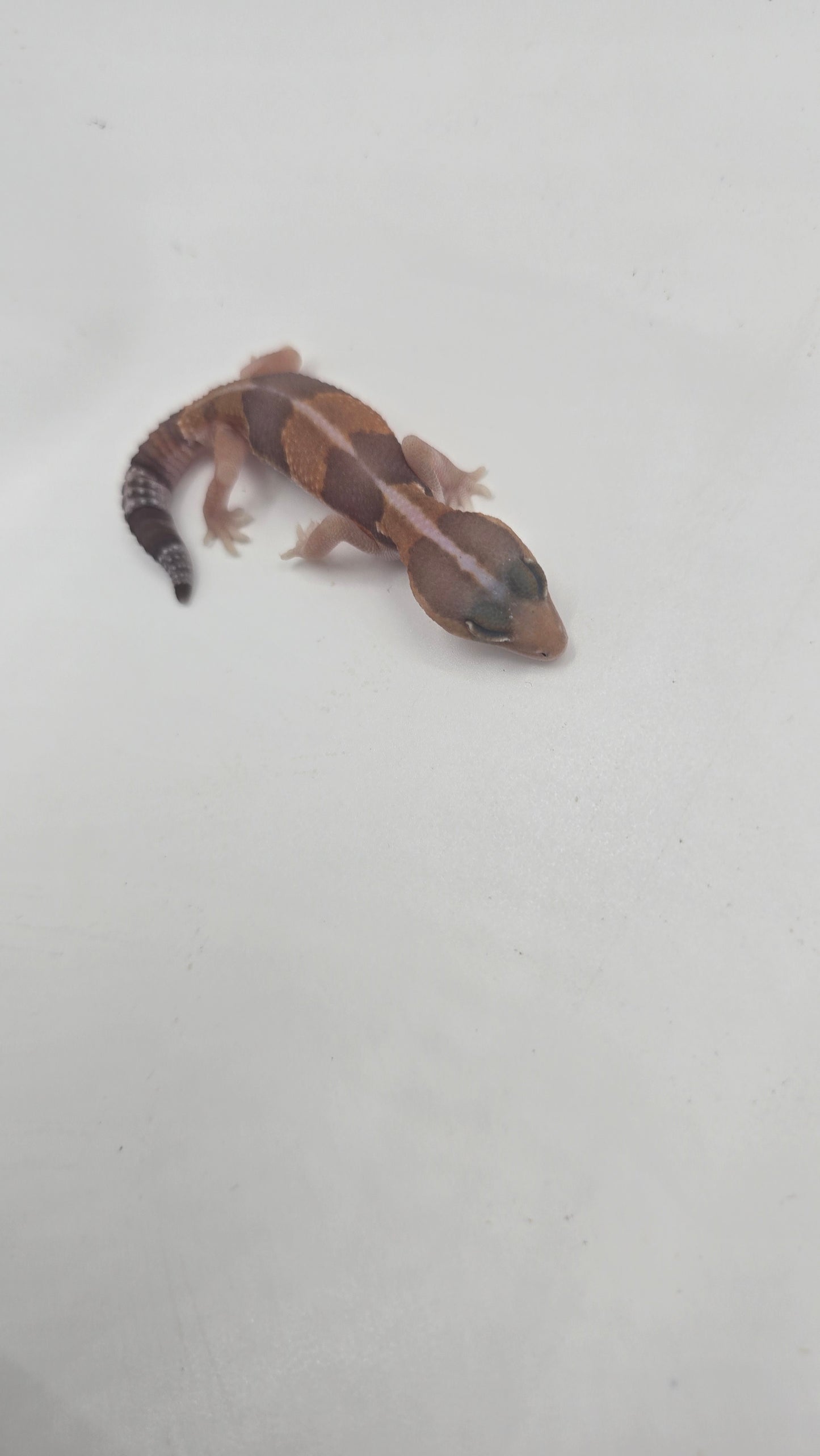 African Fat tailed Gecko 3
