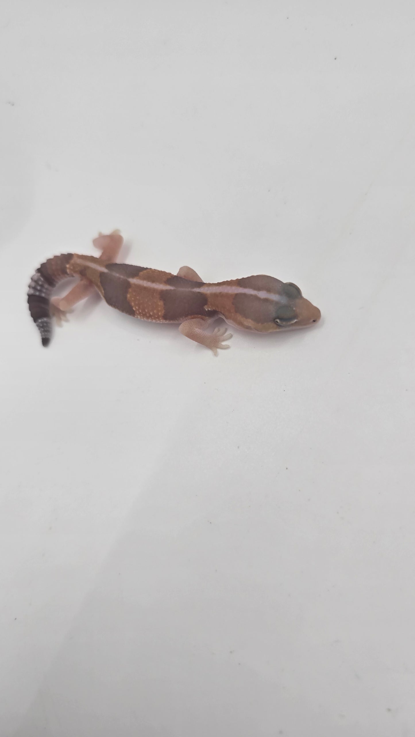 African Fat tailed Gecko 3