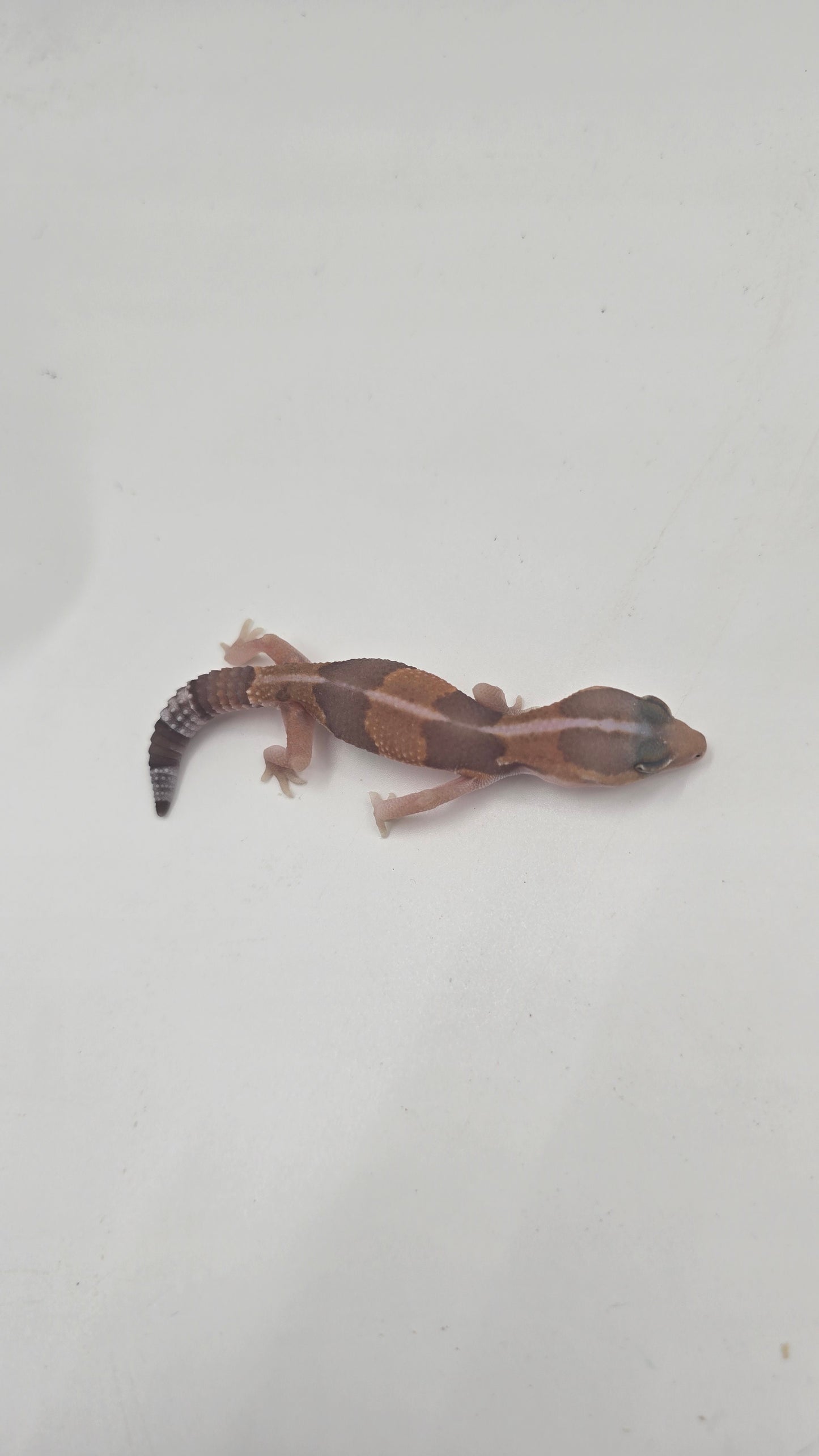 African Fat tailed Gecko 3