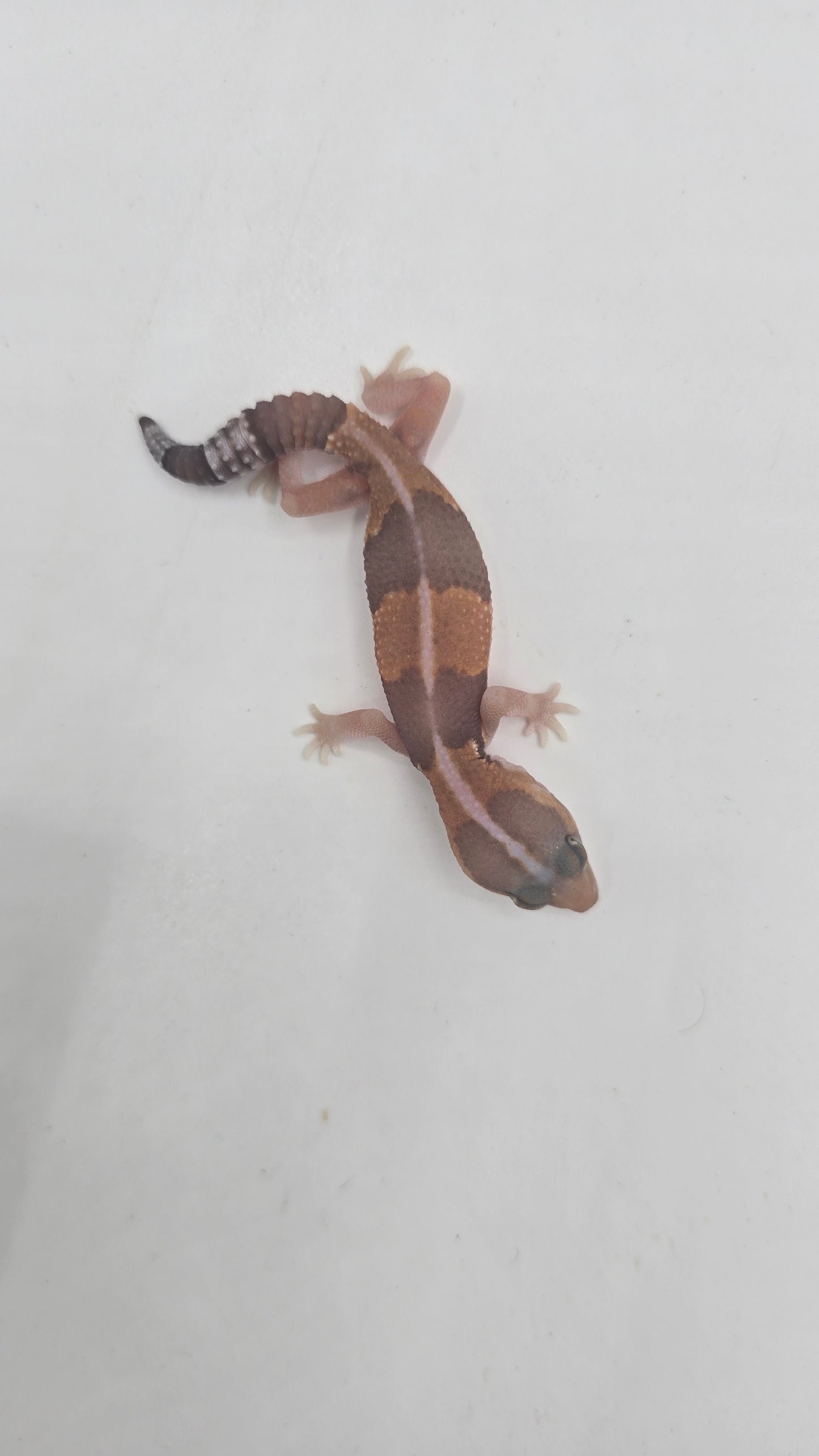 African Fat tailed Gecko 3