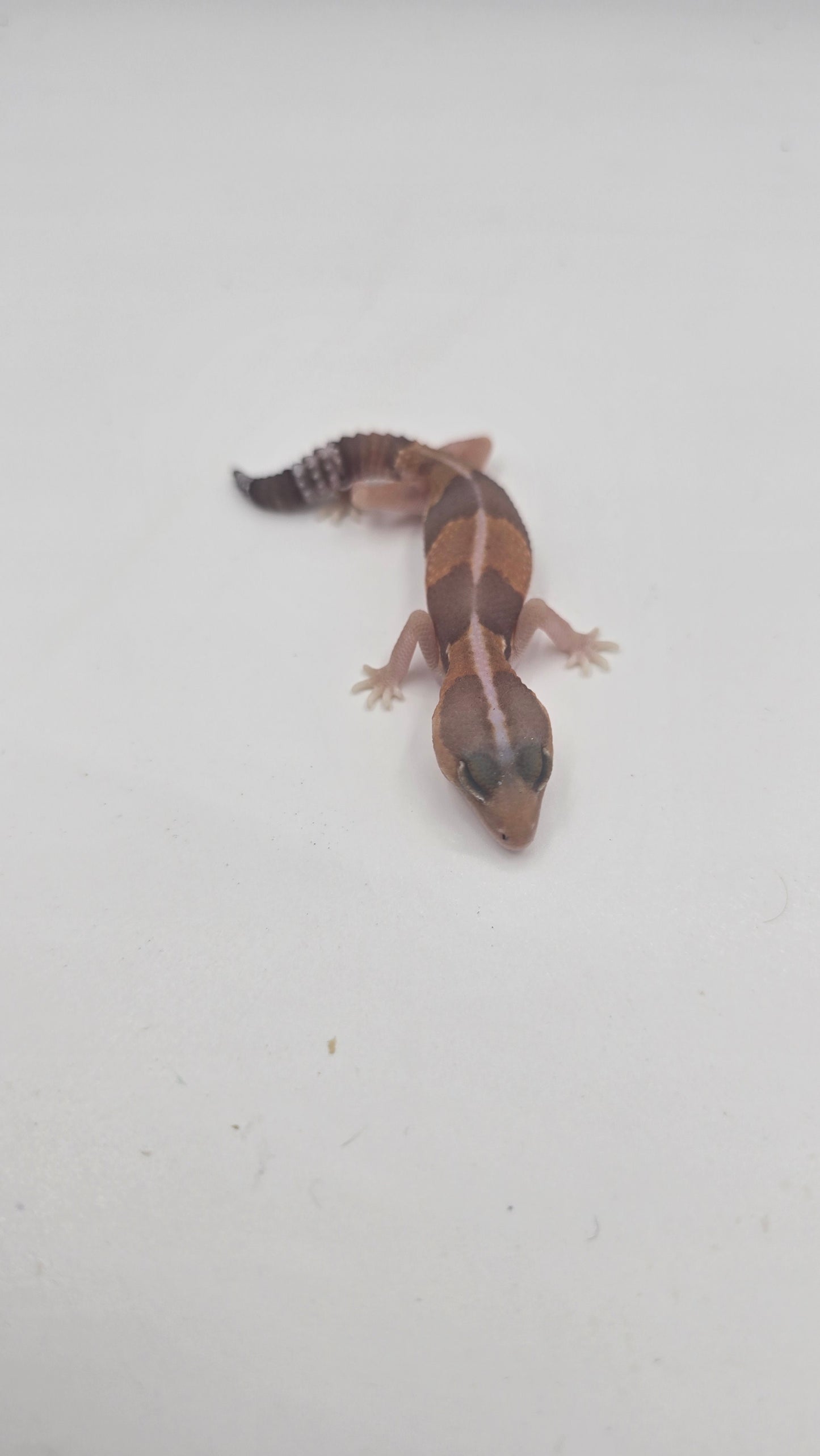 African Fat tailed Gecko 3