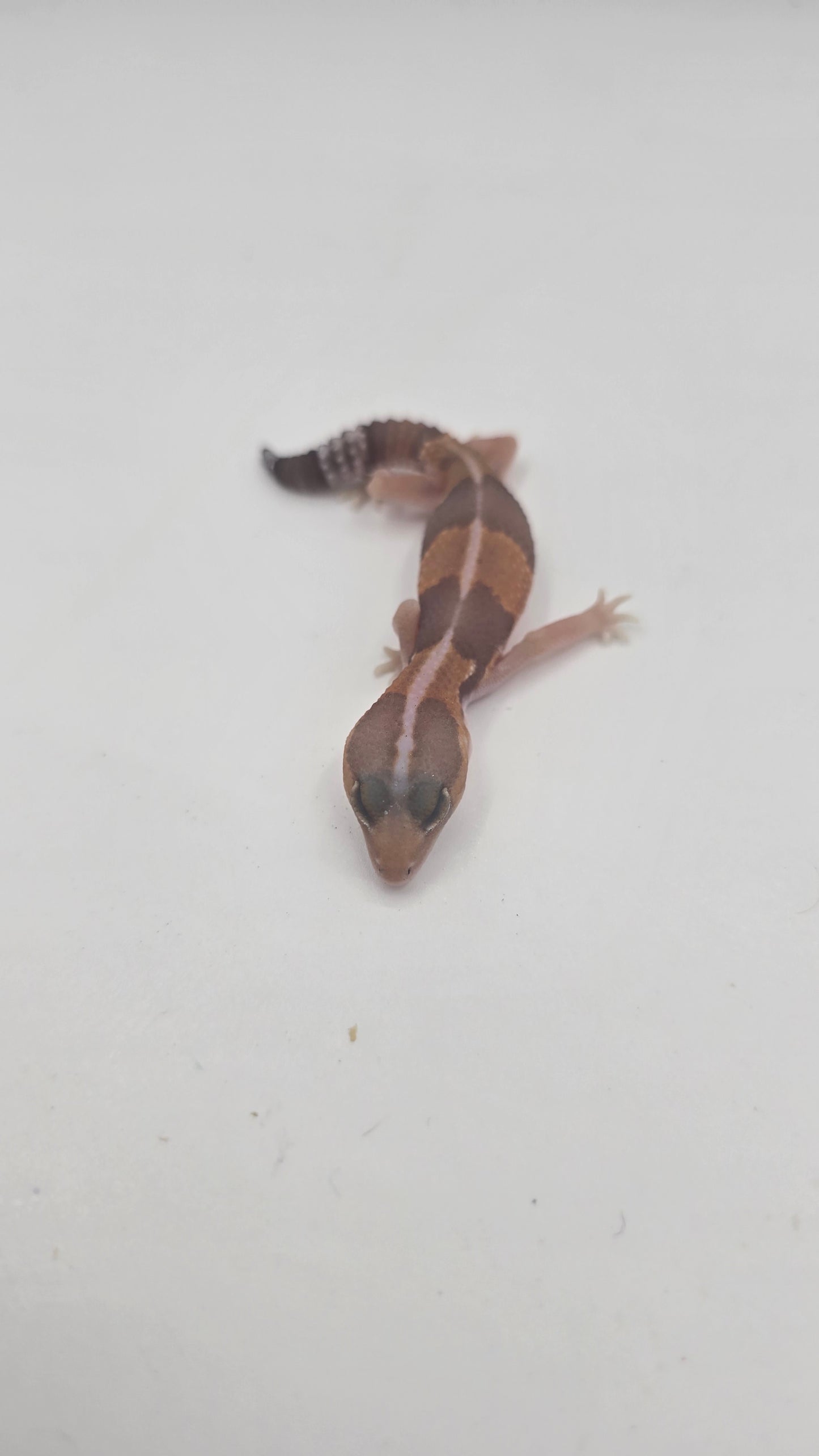 African Fat tailed Gecko 3