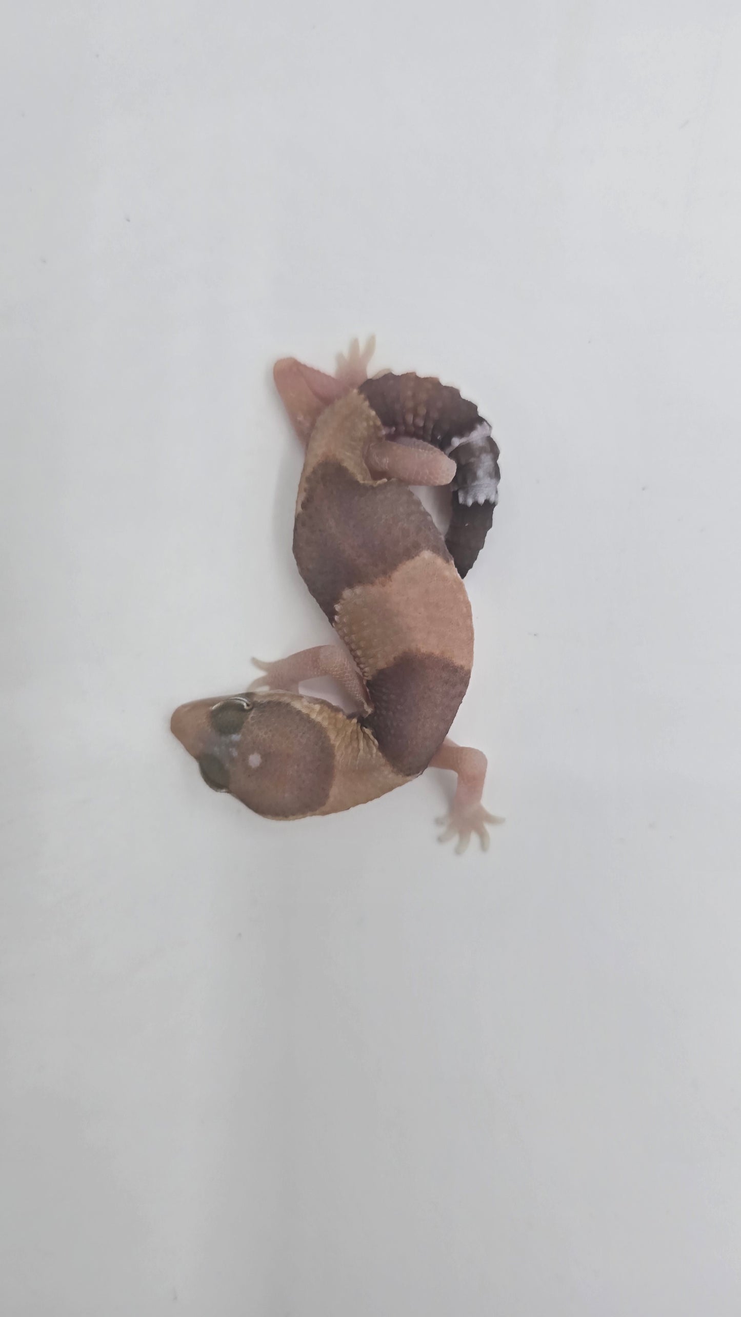 African Fat tailed Gecko 4