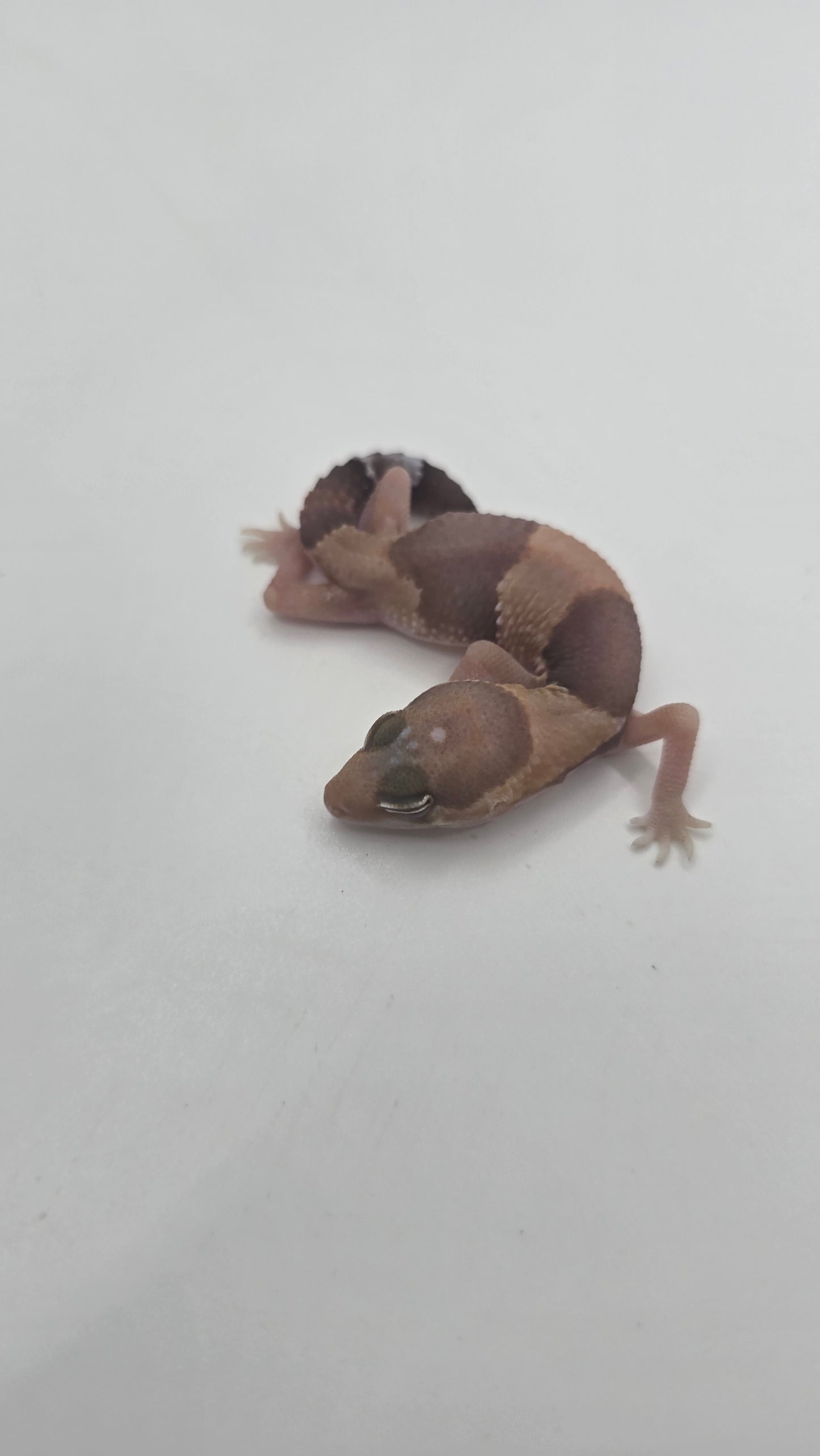 African Fat tailed Gecko 4