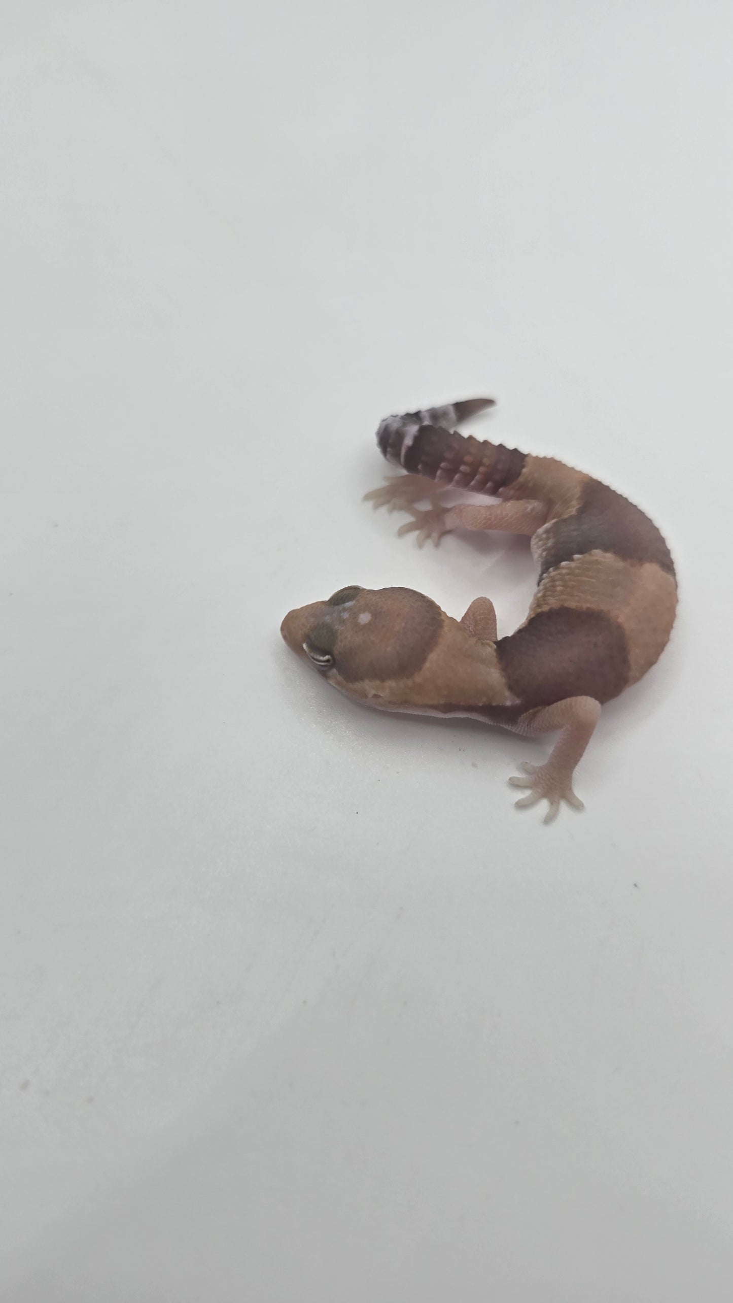 African Fat tailed Gecko 4