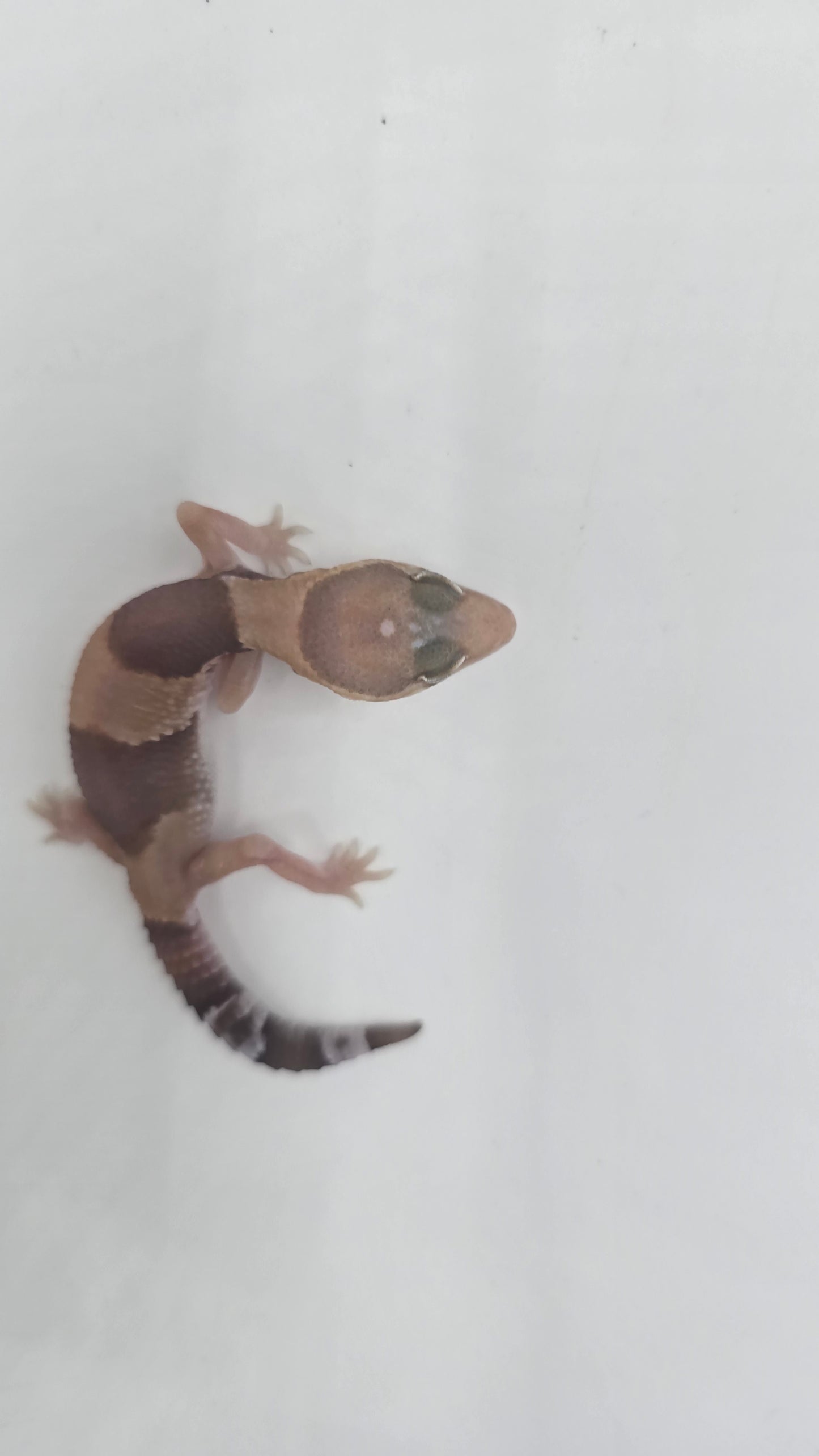 African Fat tailed Gecko 4