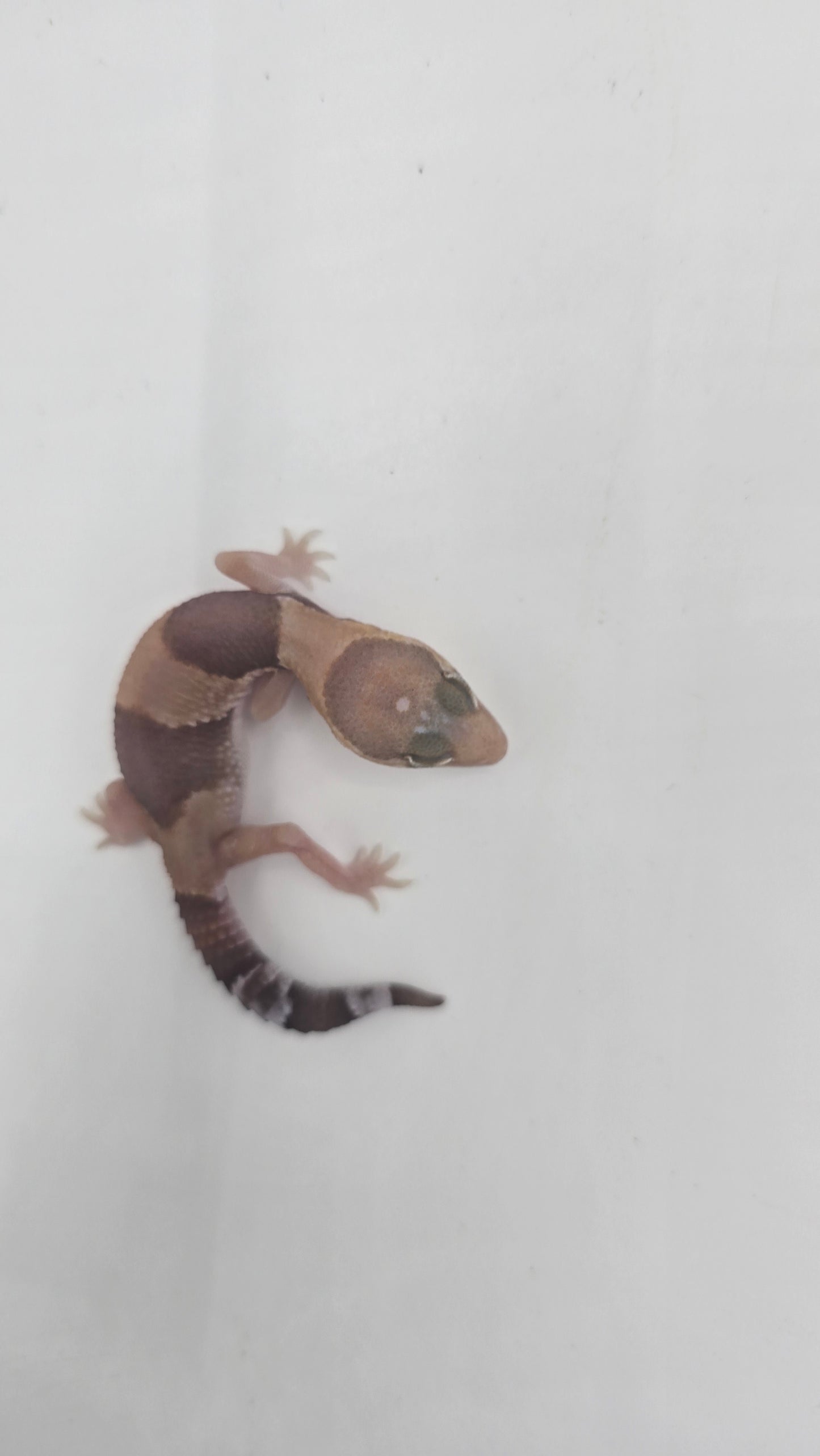 African Fat tailed Gecko 4