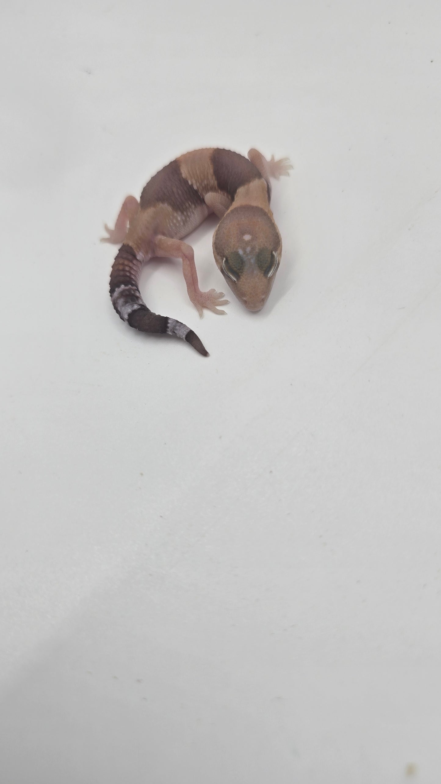 African Fat tailed Gecko 4