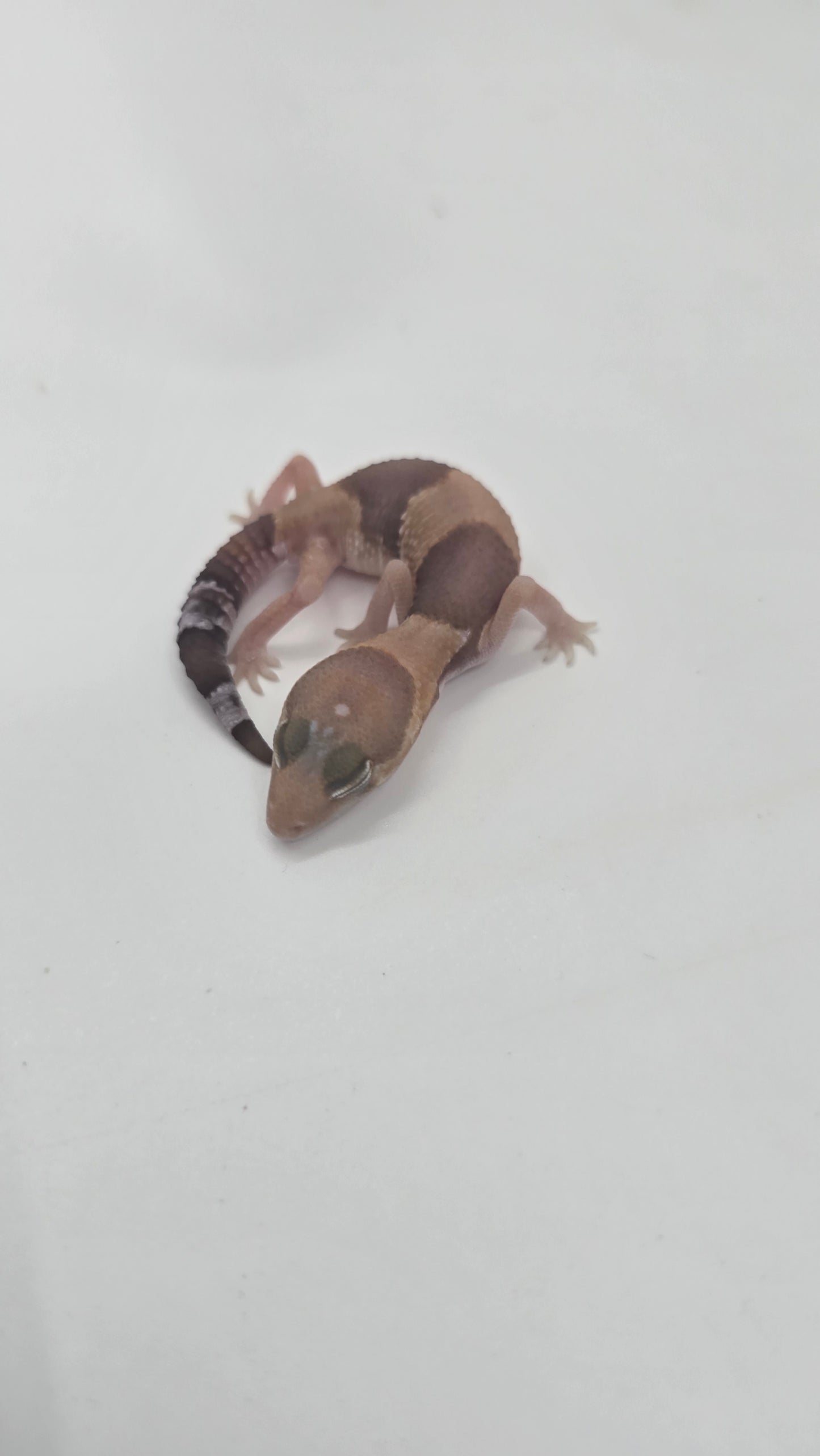 African Fat tailed Gecko 4