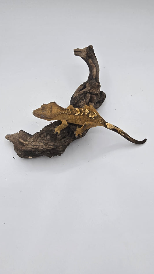 Crested Gecko Adult Female 4