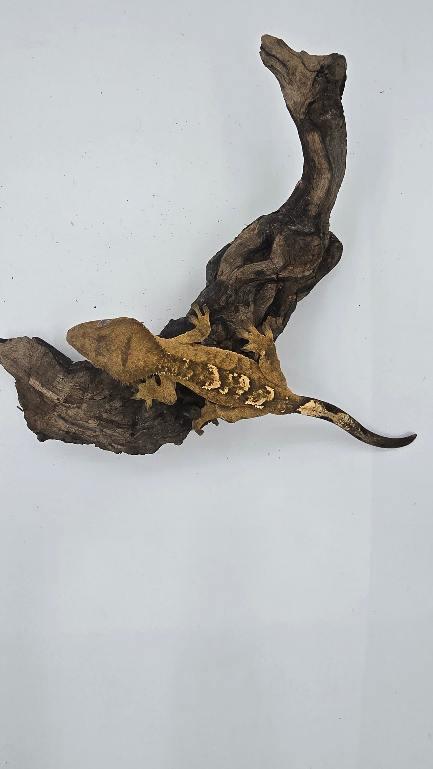 Crested Gecko Adult Female 4