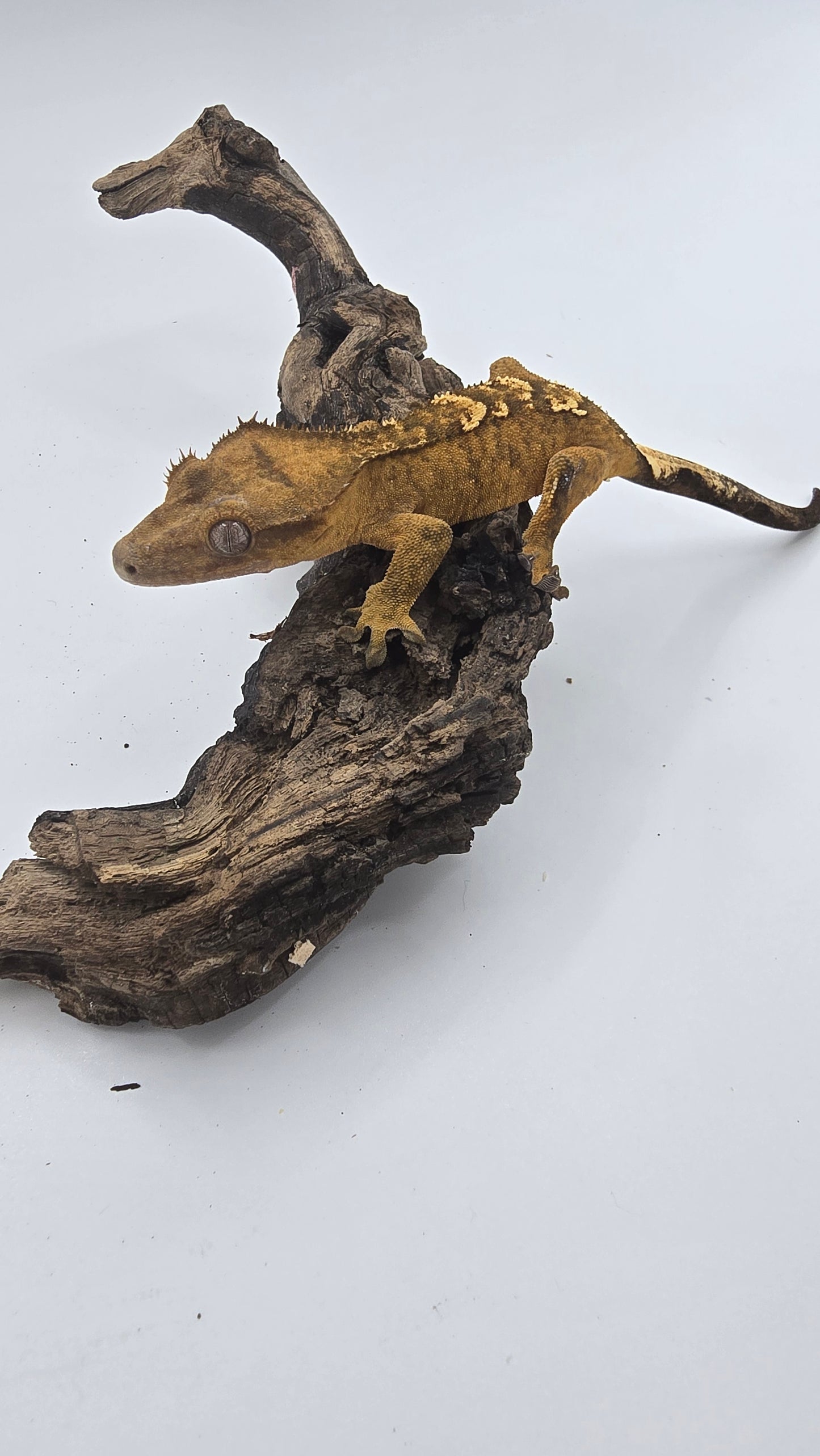 Crested Gecko Adult Female 4