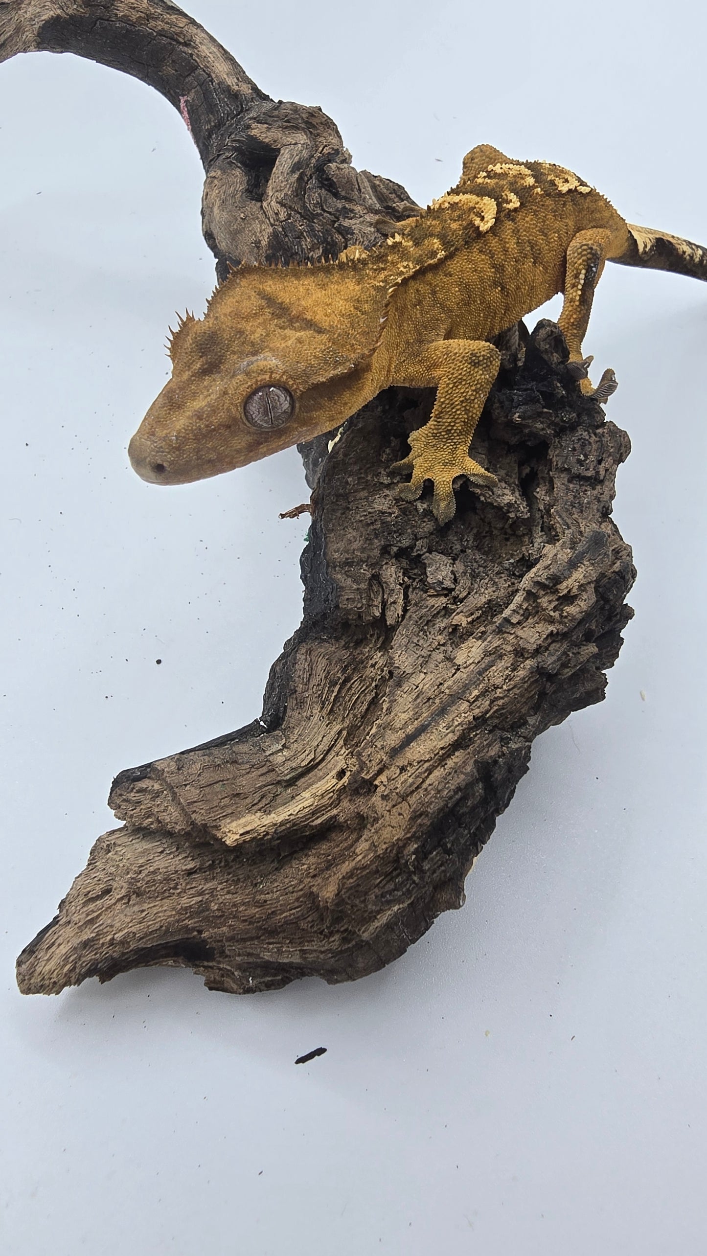Crested Gecko Adult Female 4