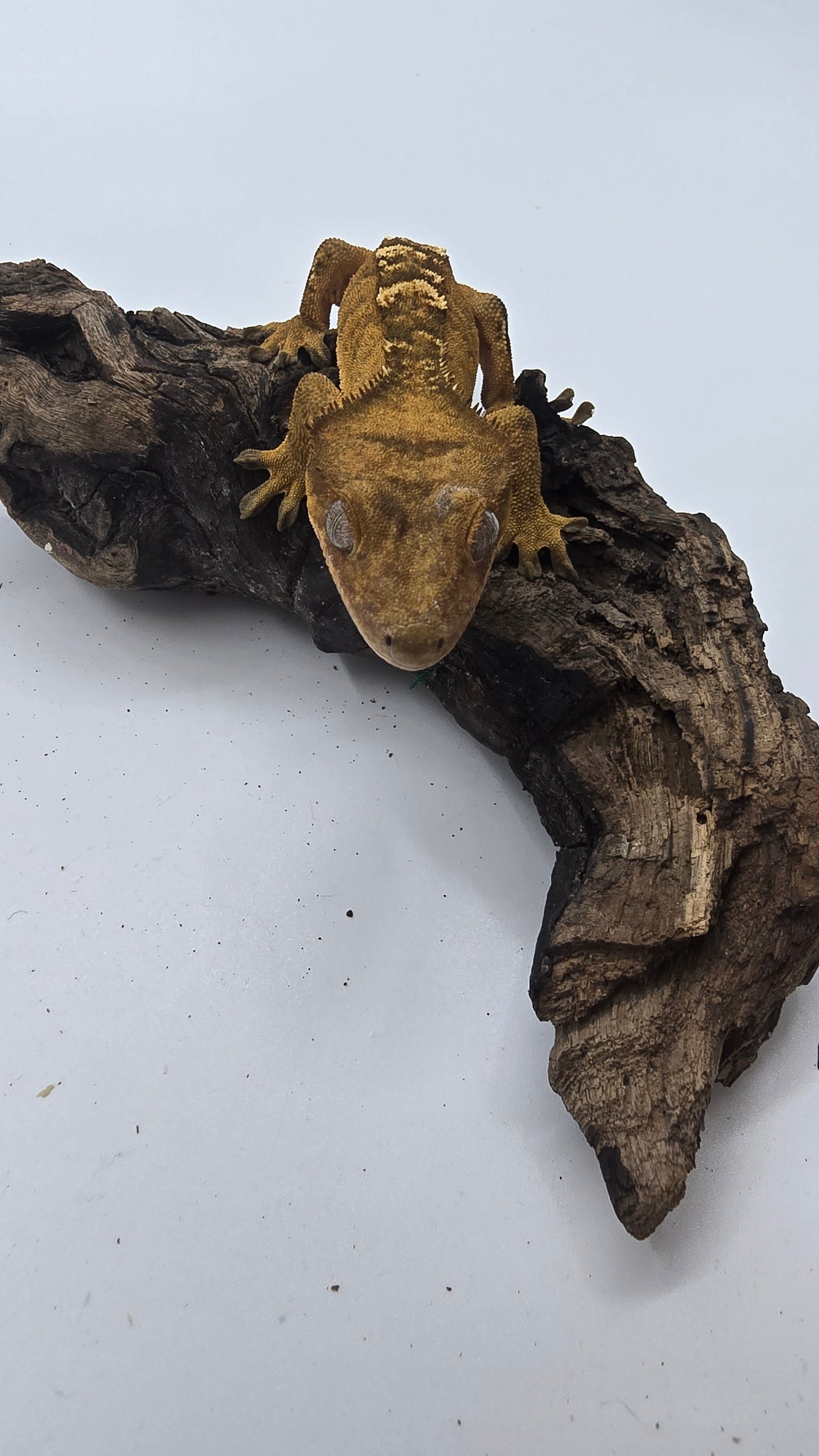Crested Gecko Adult Female 4