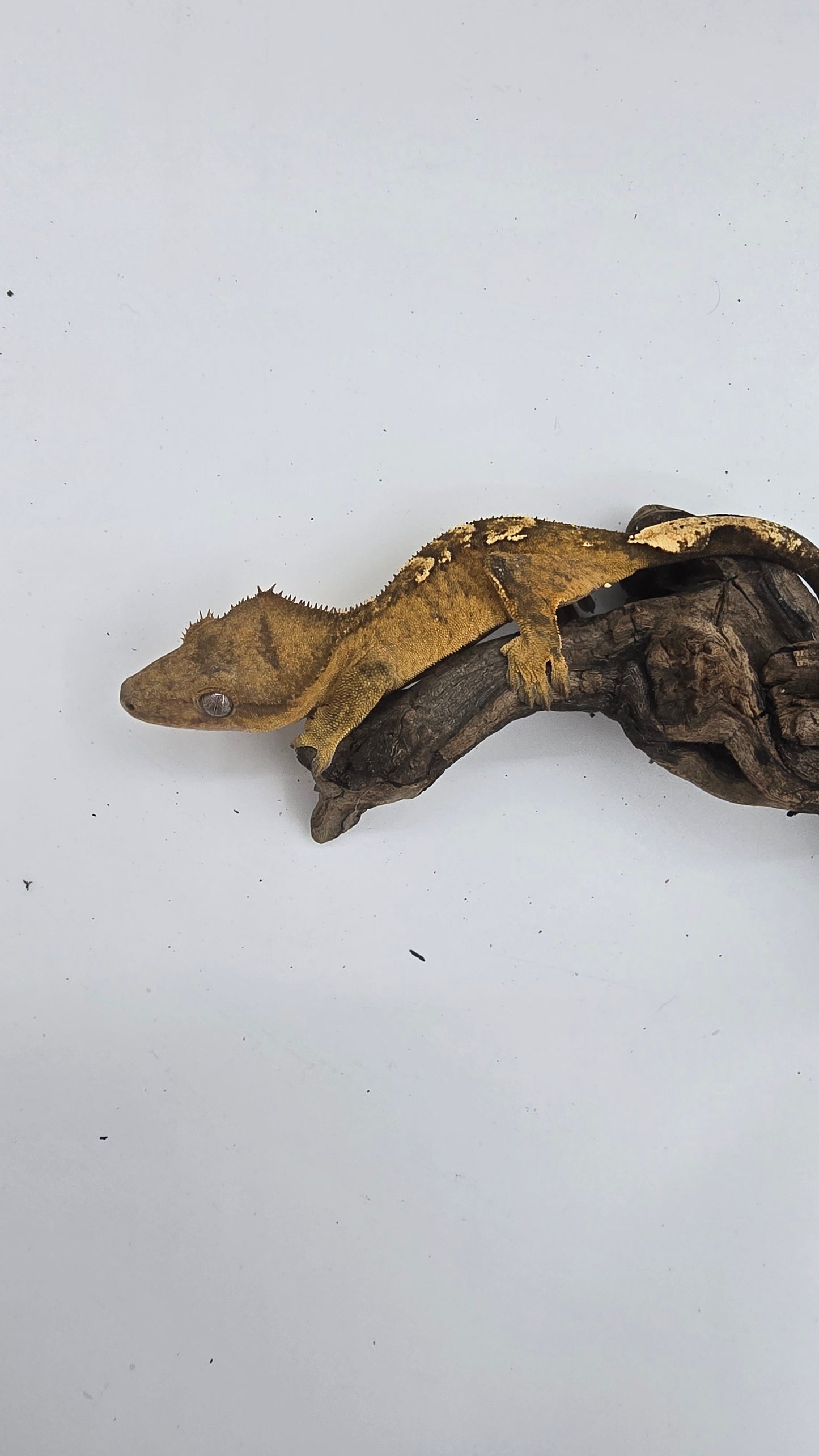 Crested Gecko Adult Female 4