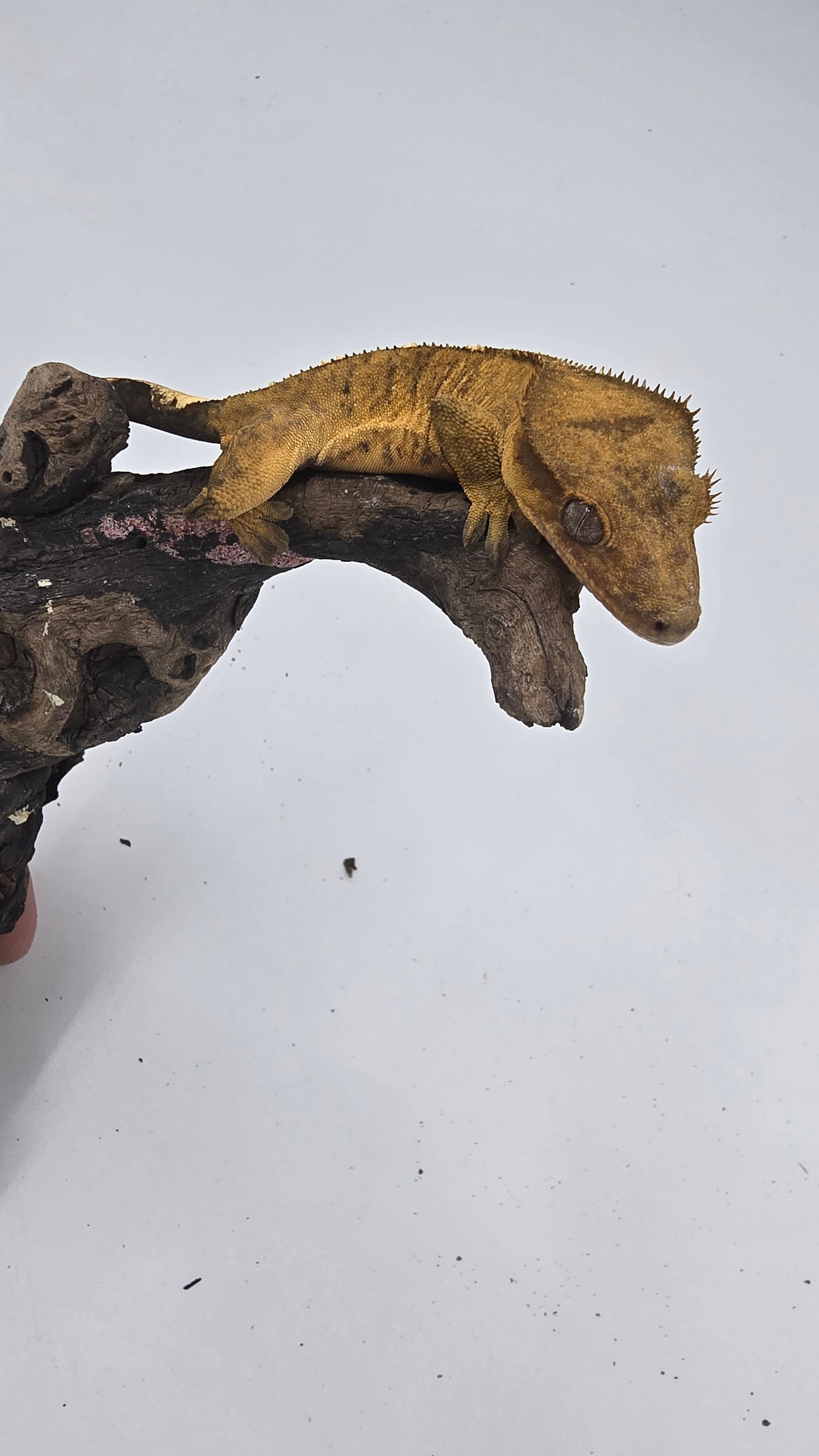 Crested Gecko Adult Female 4