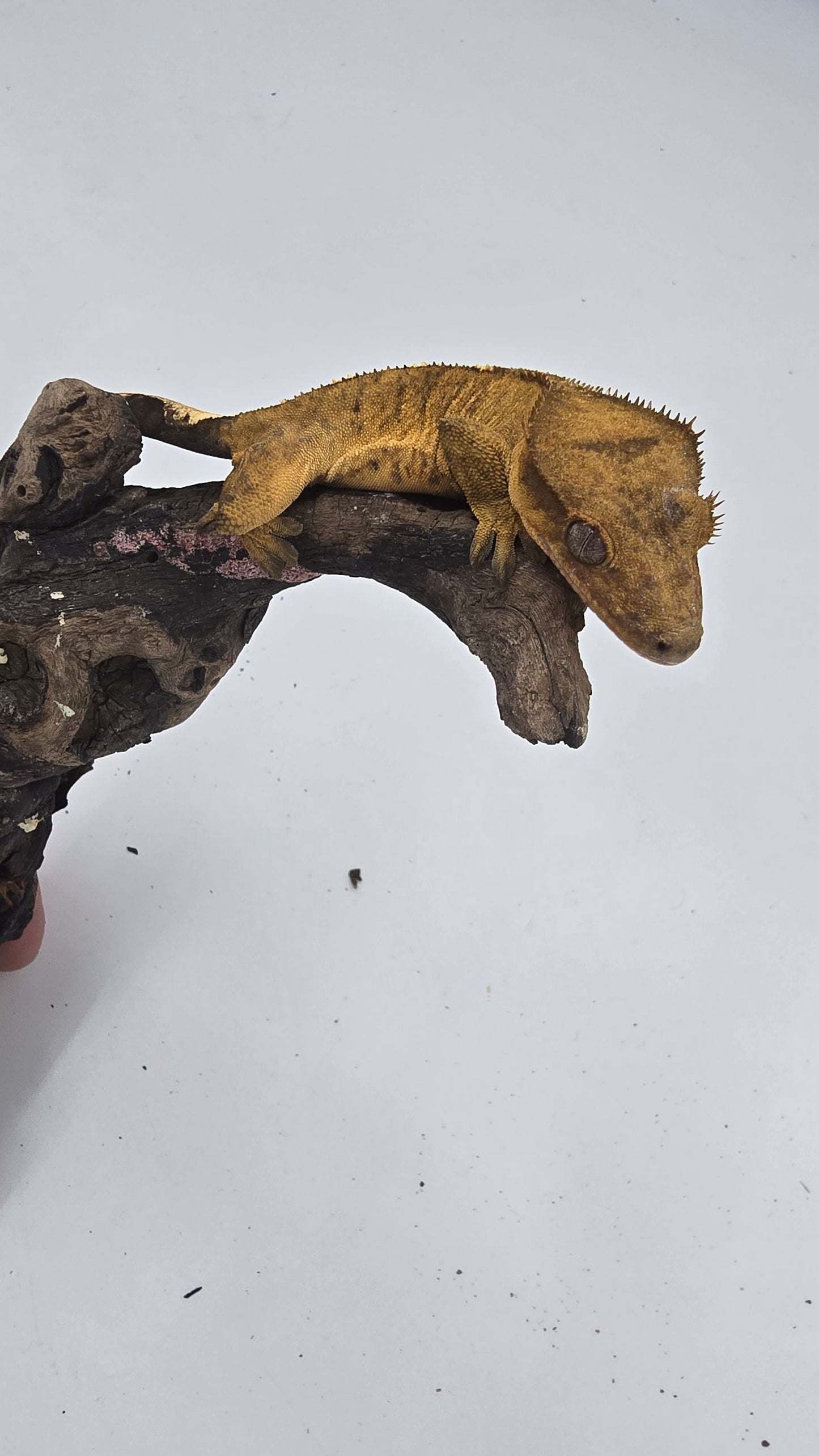Crested Gecko Adult Female 4