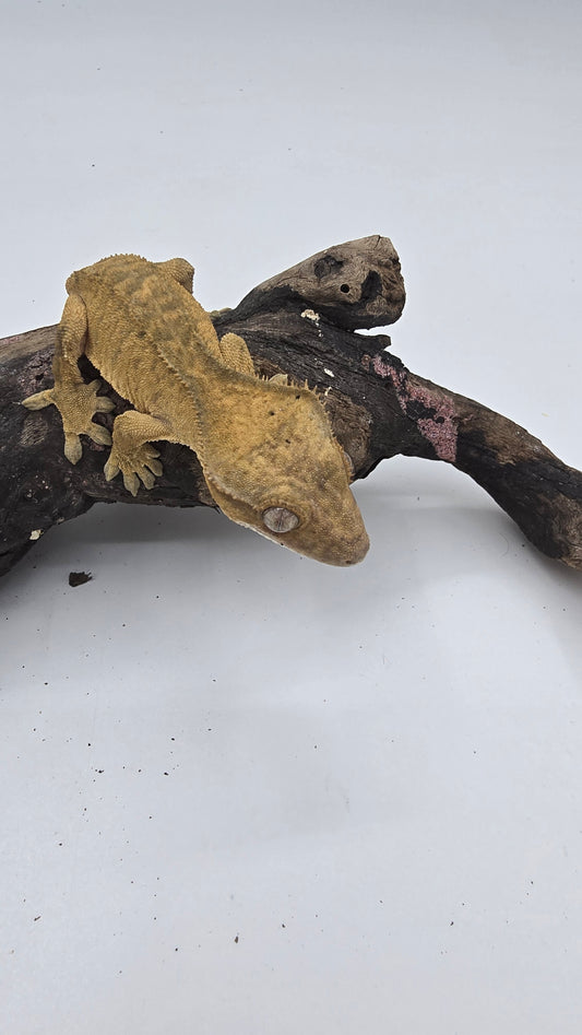 Crested Gecko Adult Female 2