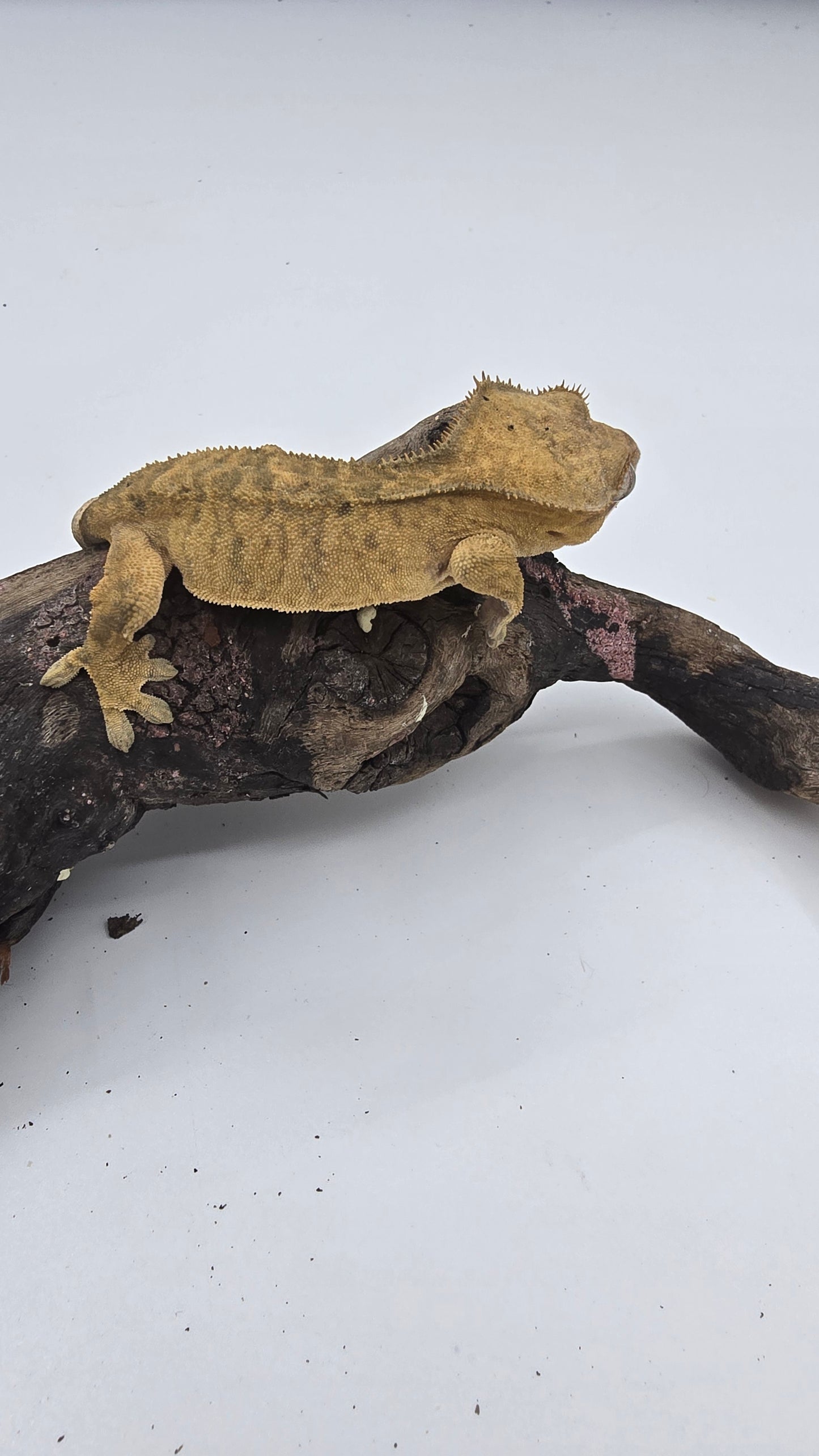 Crested Gecko Adult Female 2
