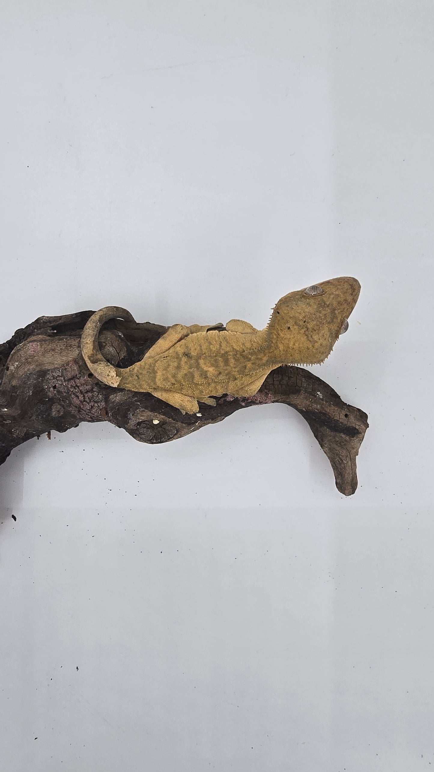 Crested Gecko Adult Female 2