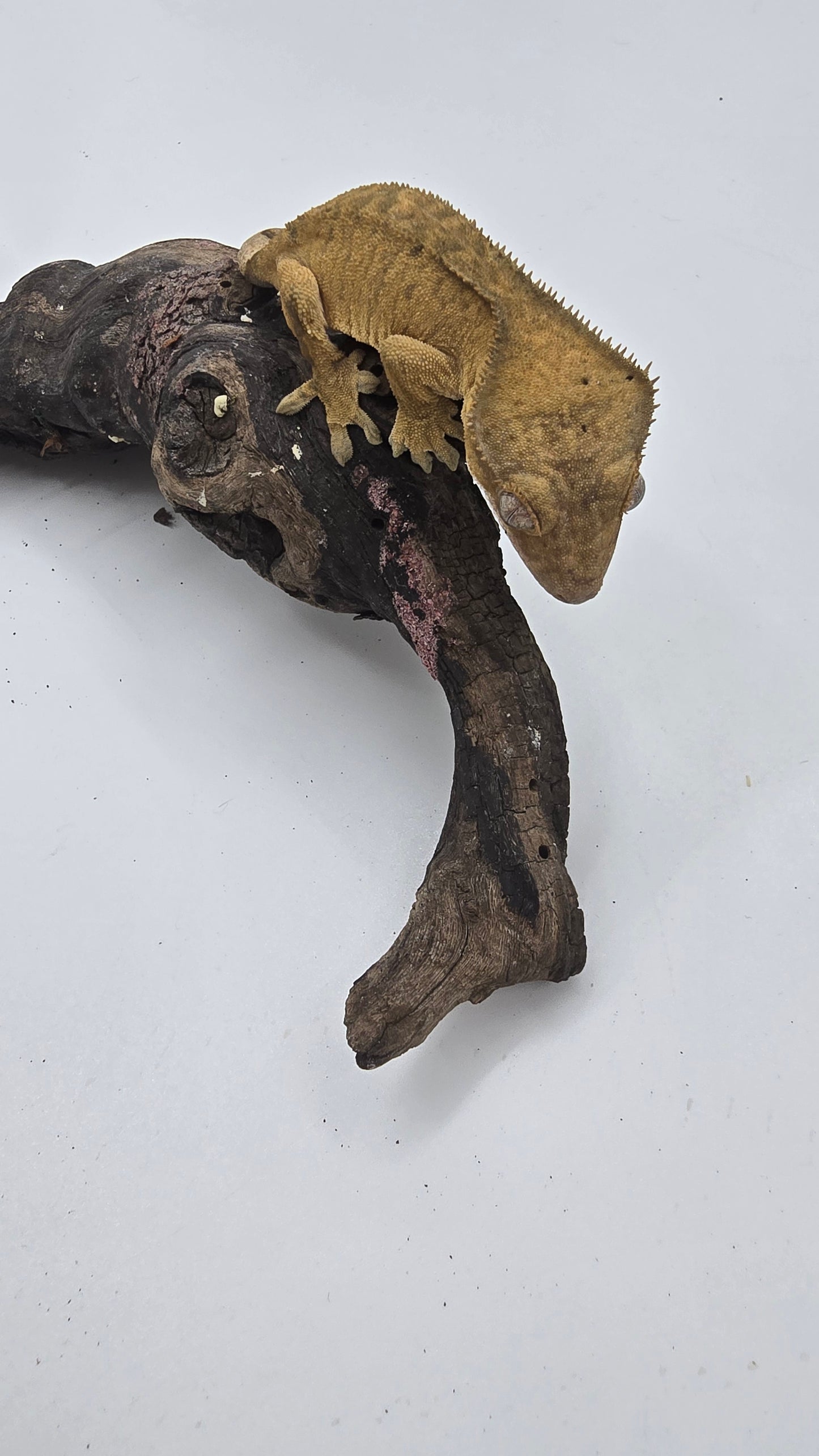 Crested Gecko Adult Female 2