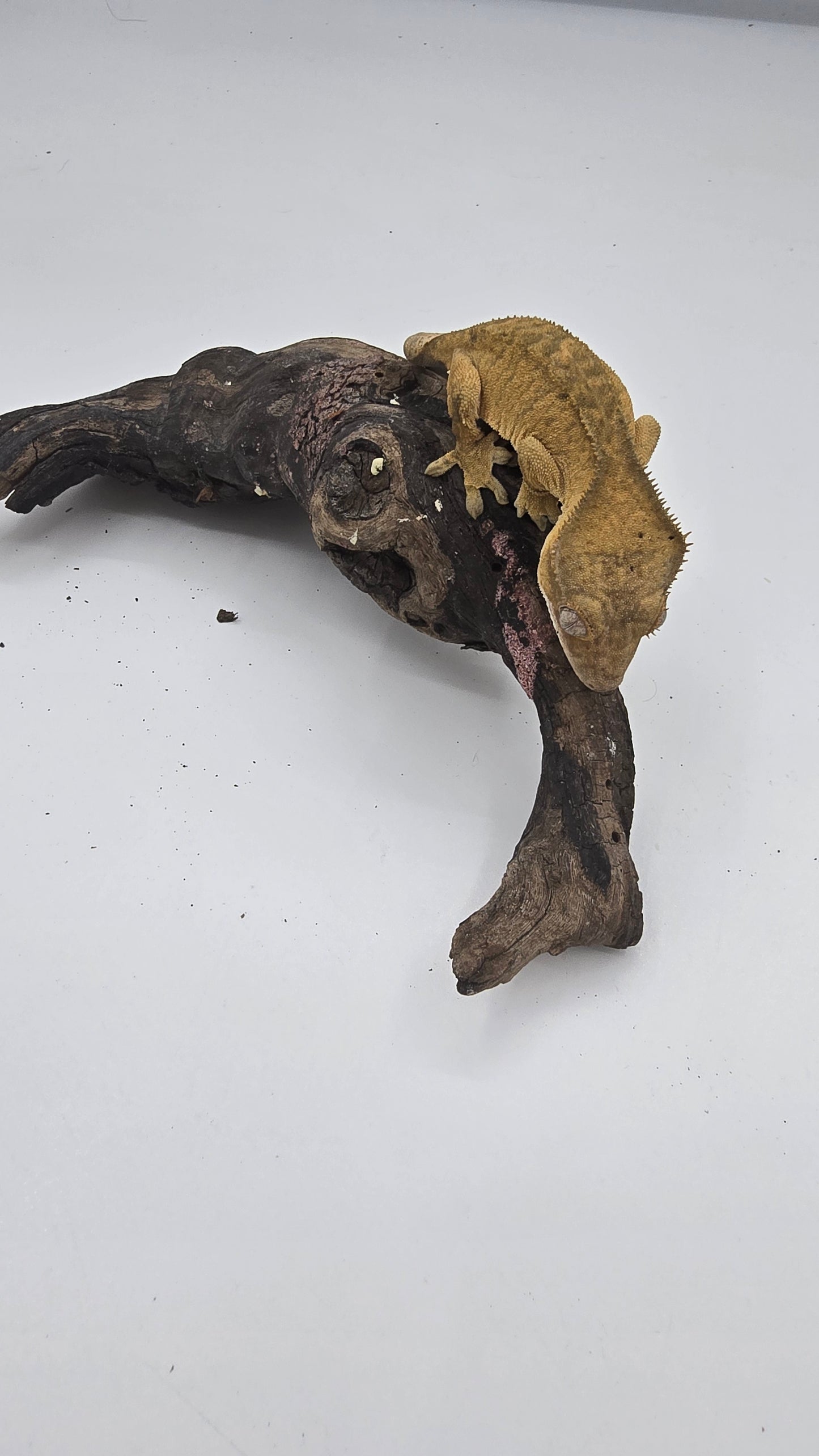 Crested Gecko Adult Female 2