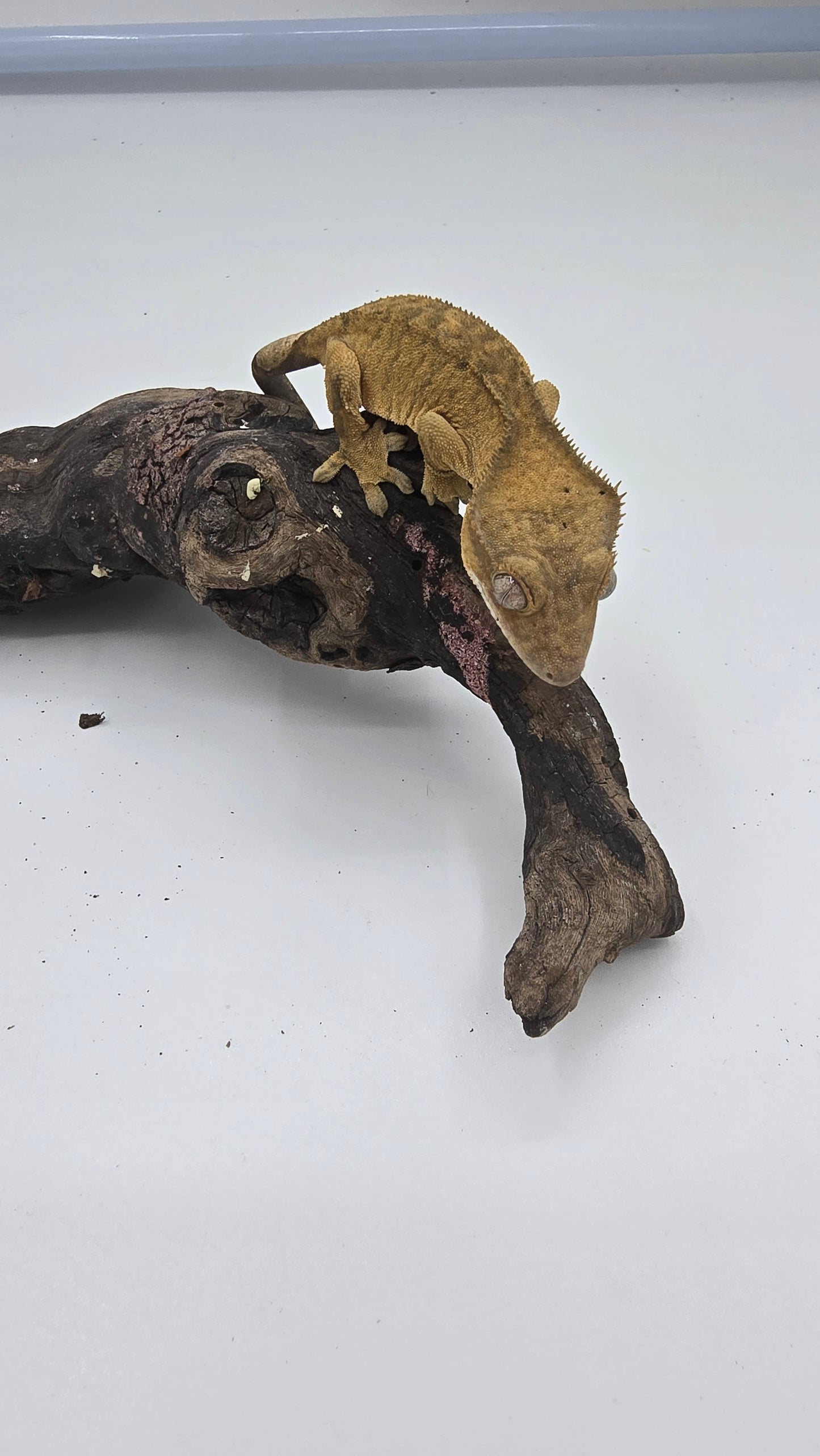 Crested Gecko Adult Female 2