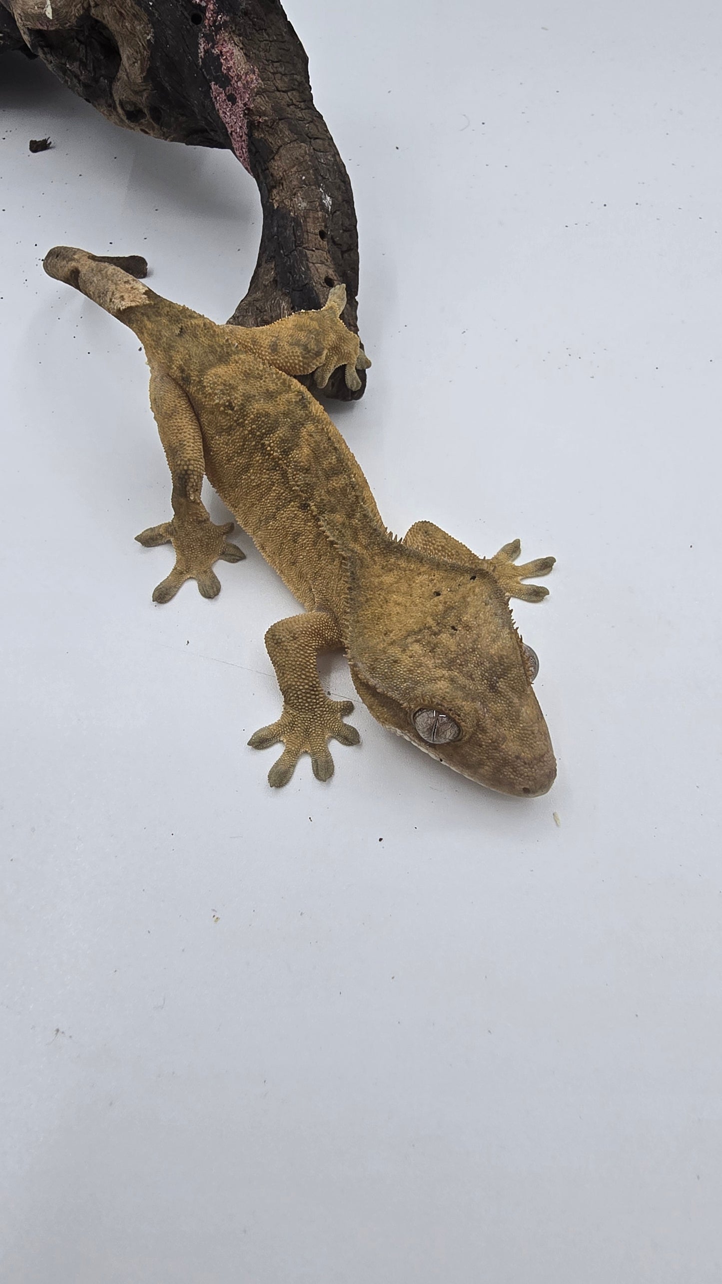 Crested Gecko Adult Female 2