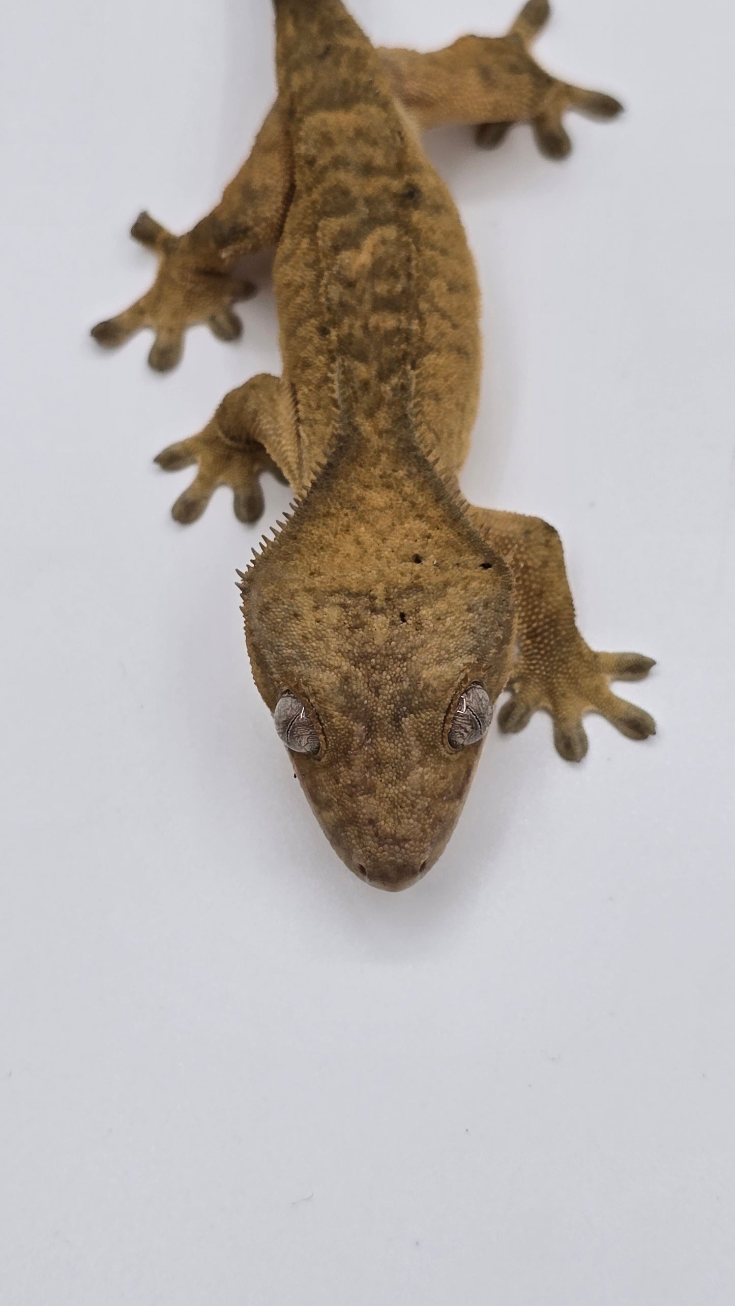 Crested Gecko Adult Female 2