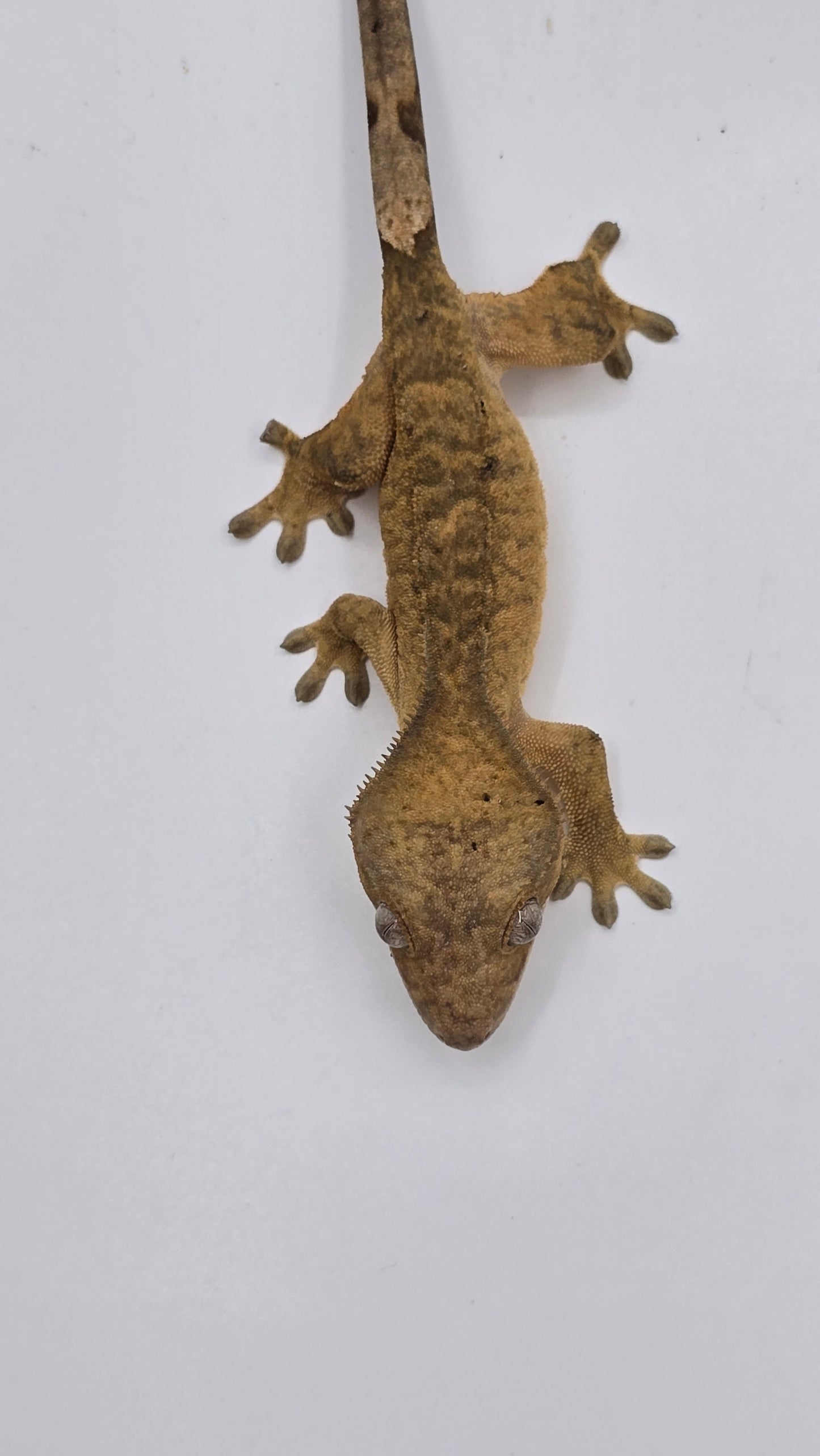 Crested Gecko Adult Female 2