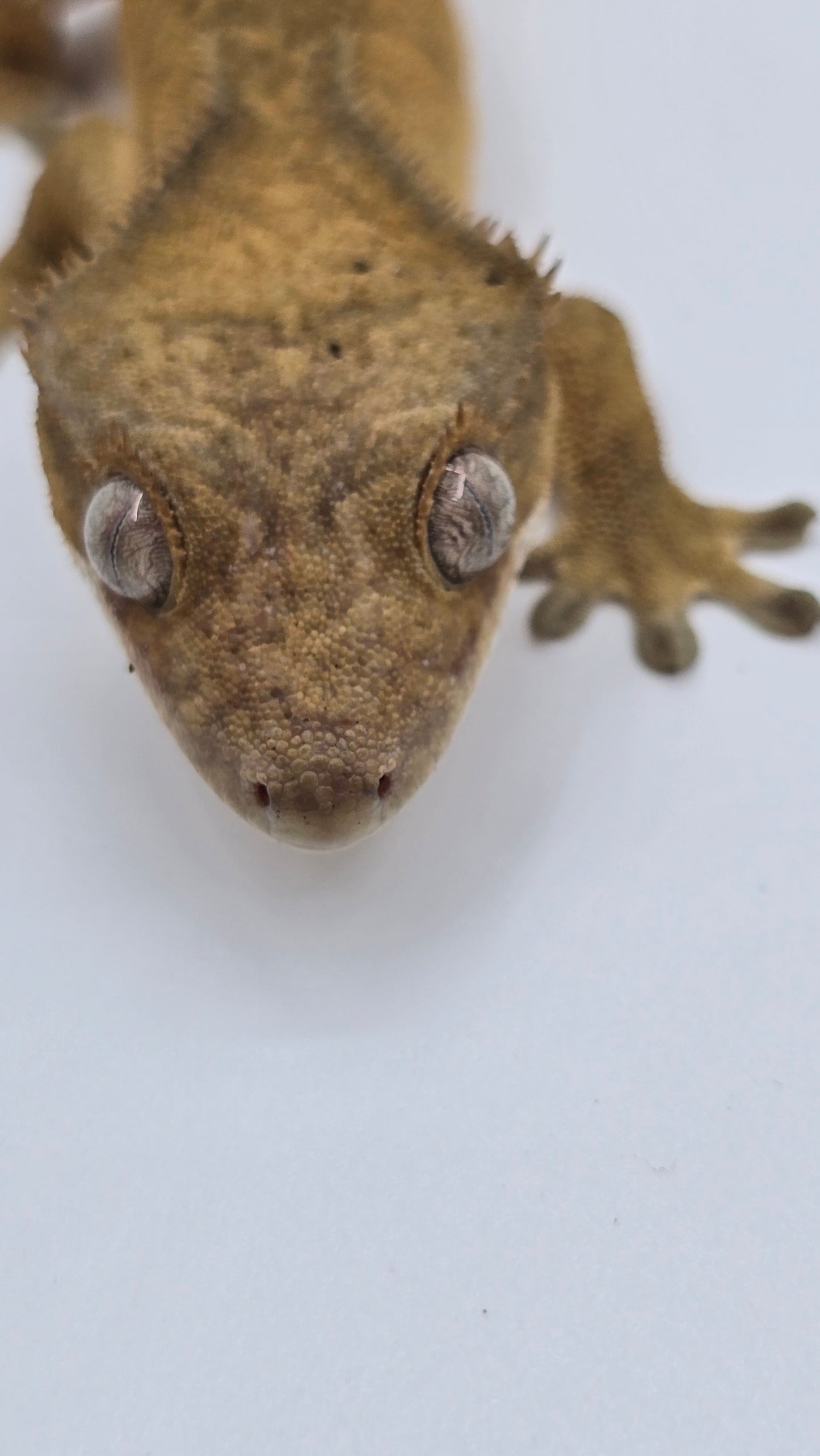 Crested Gecko Adult Female 2